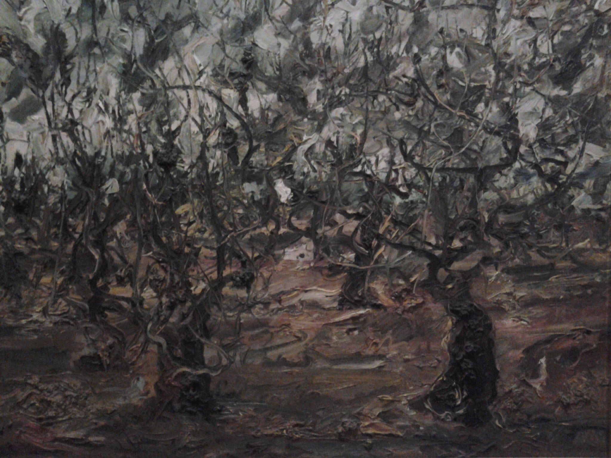 Giuseppe Fuschi - Ulivi