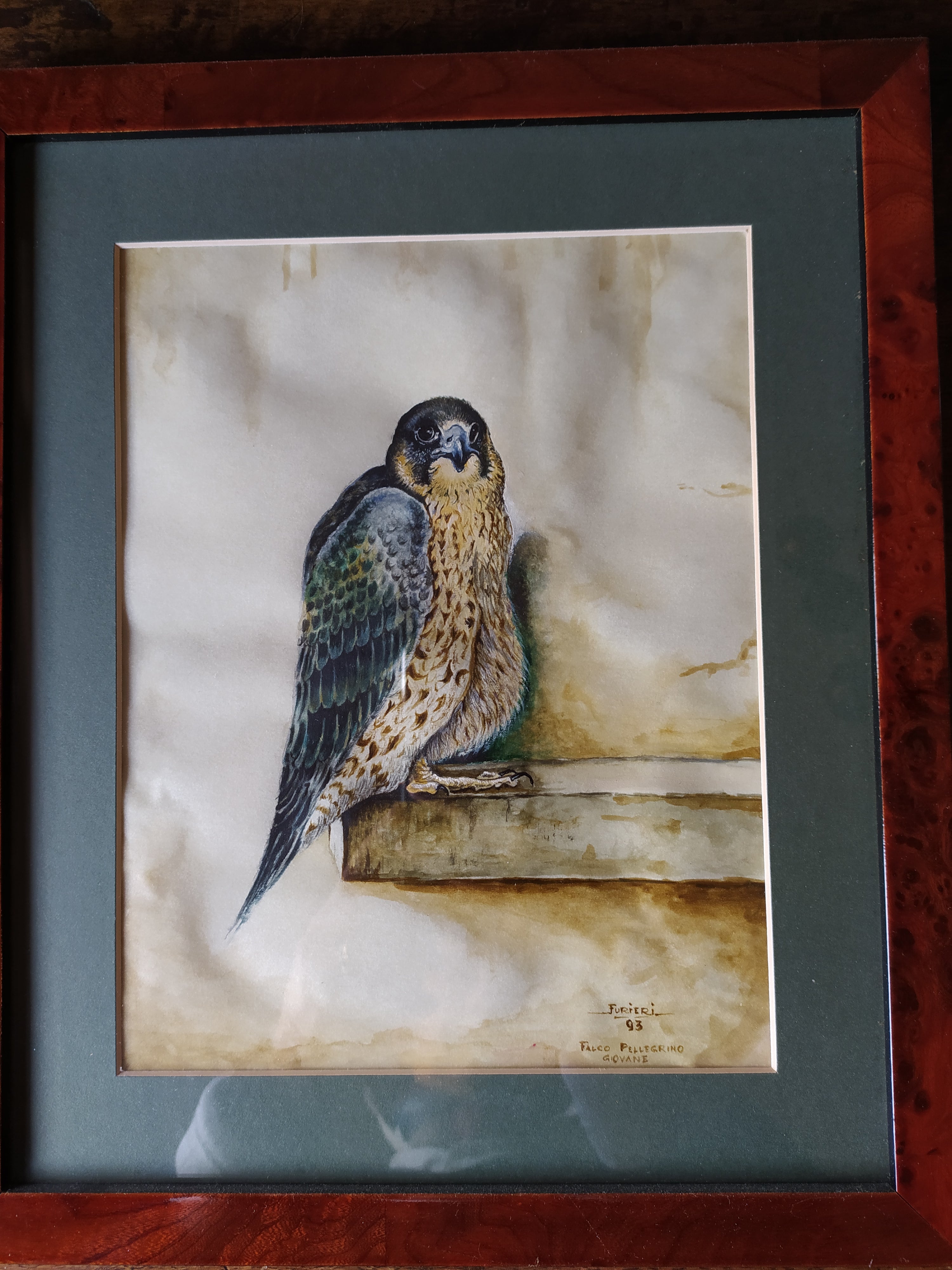 peregrine falcon