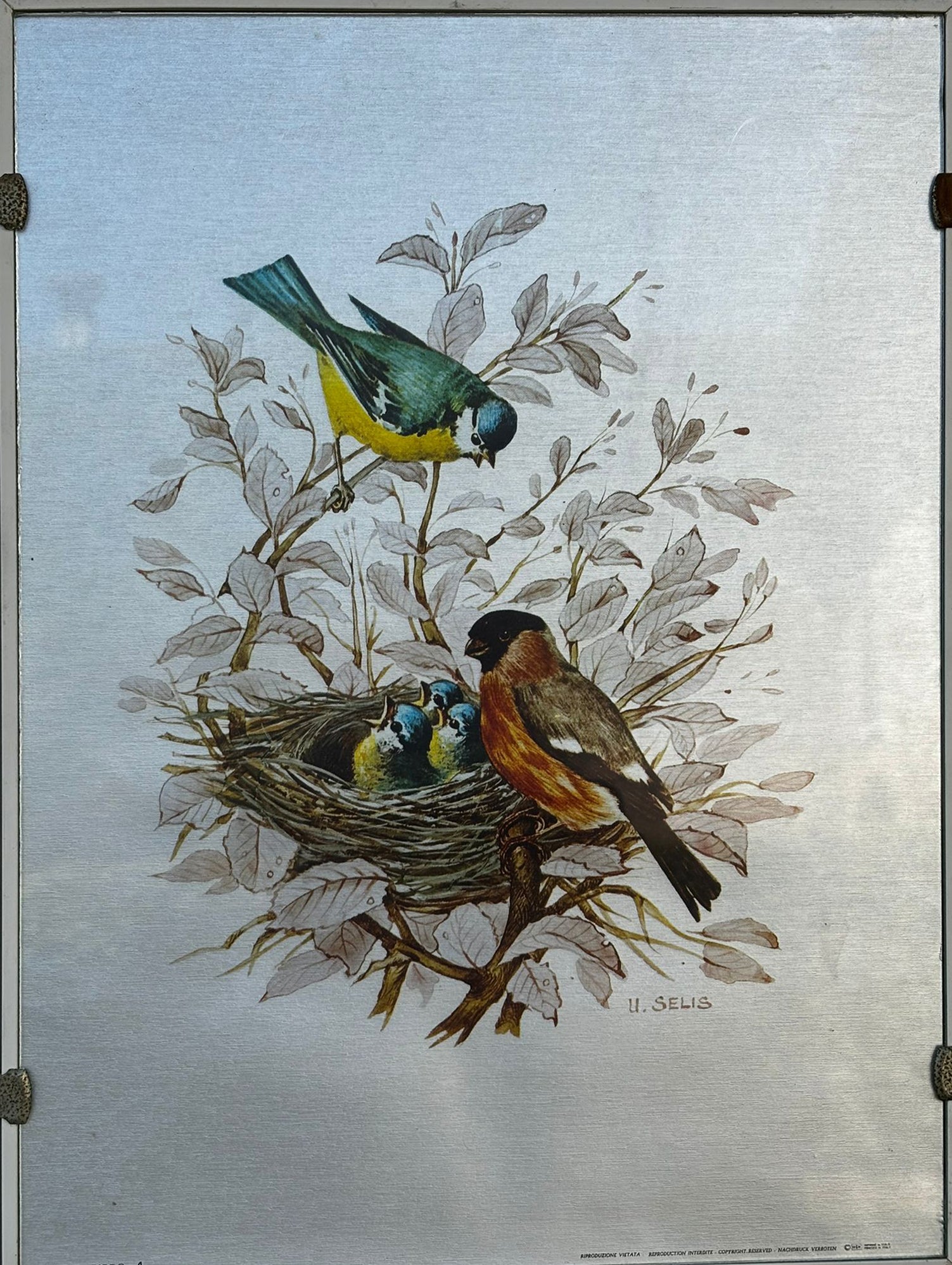 U. Selis - Birds