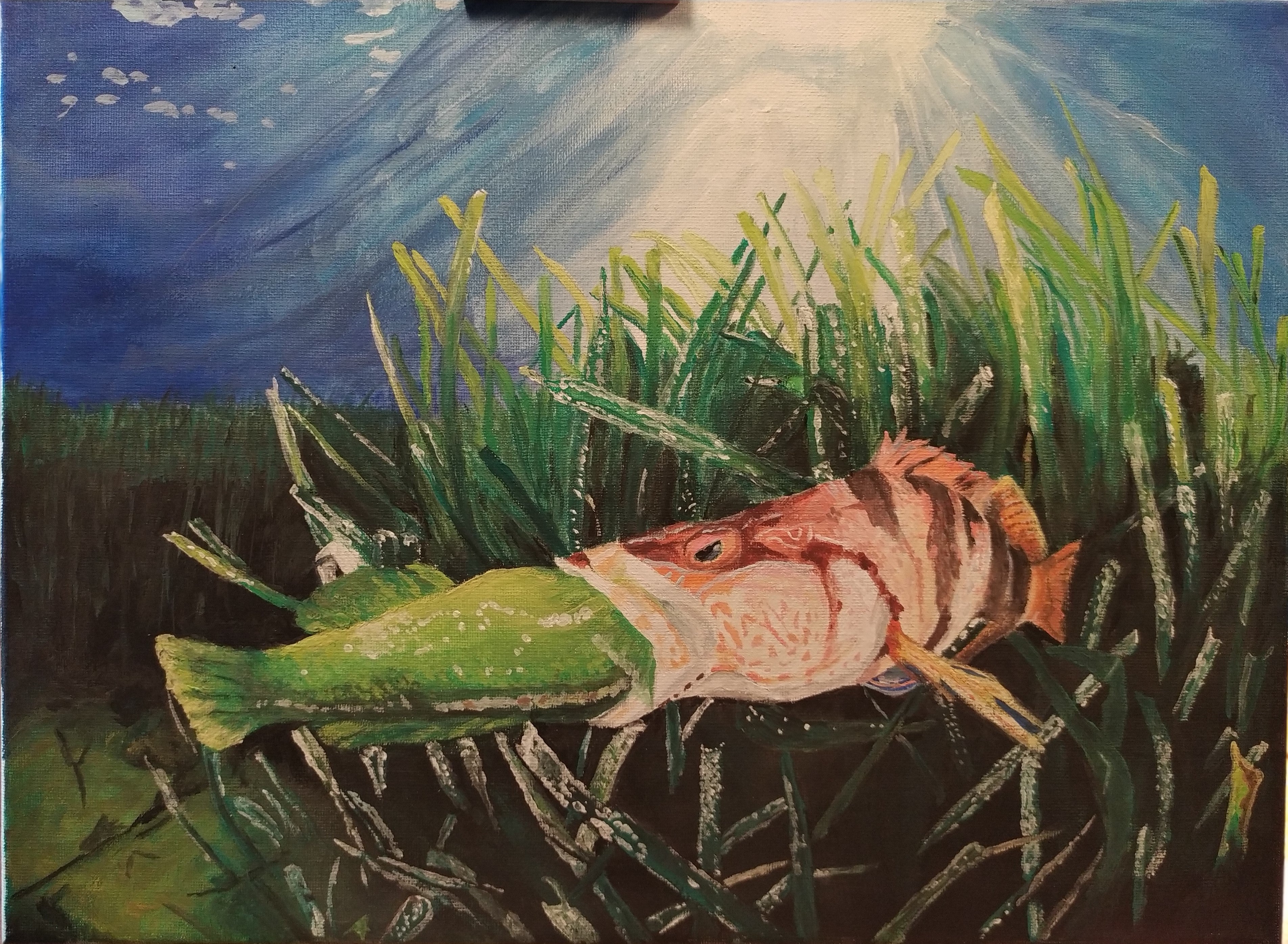 A sea bass swallows a sick green wrasse