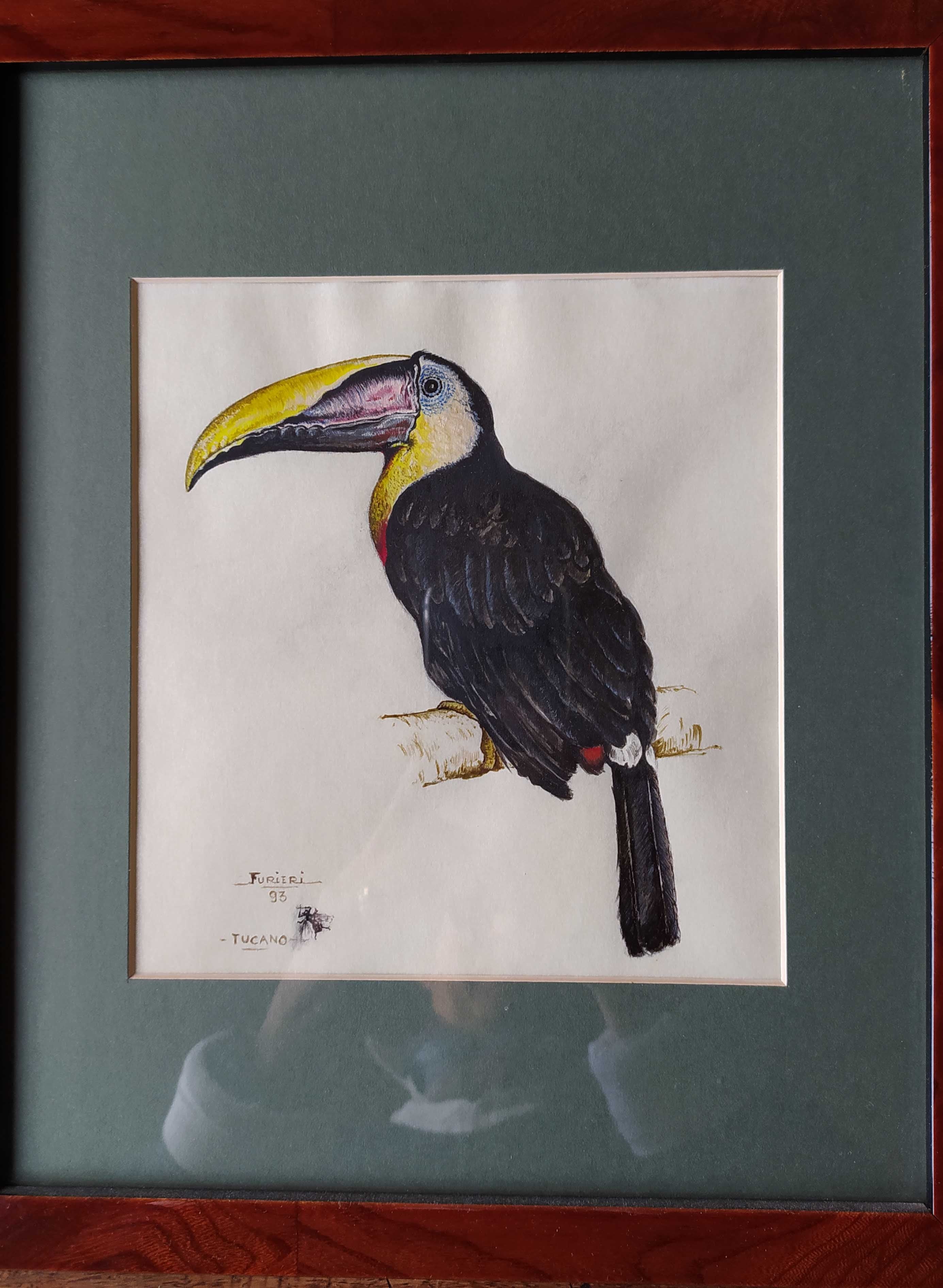 toucan