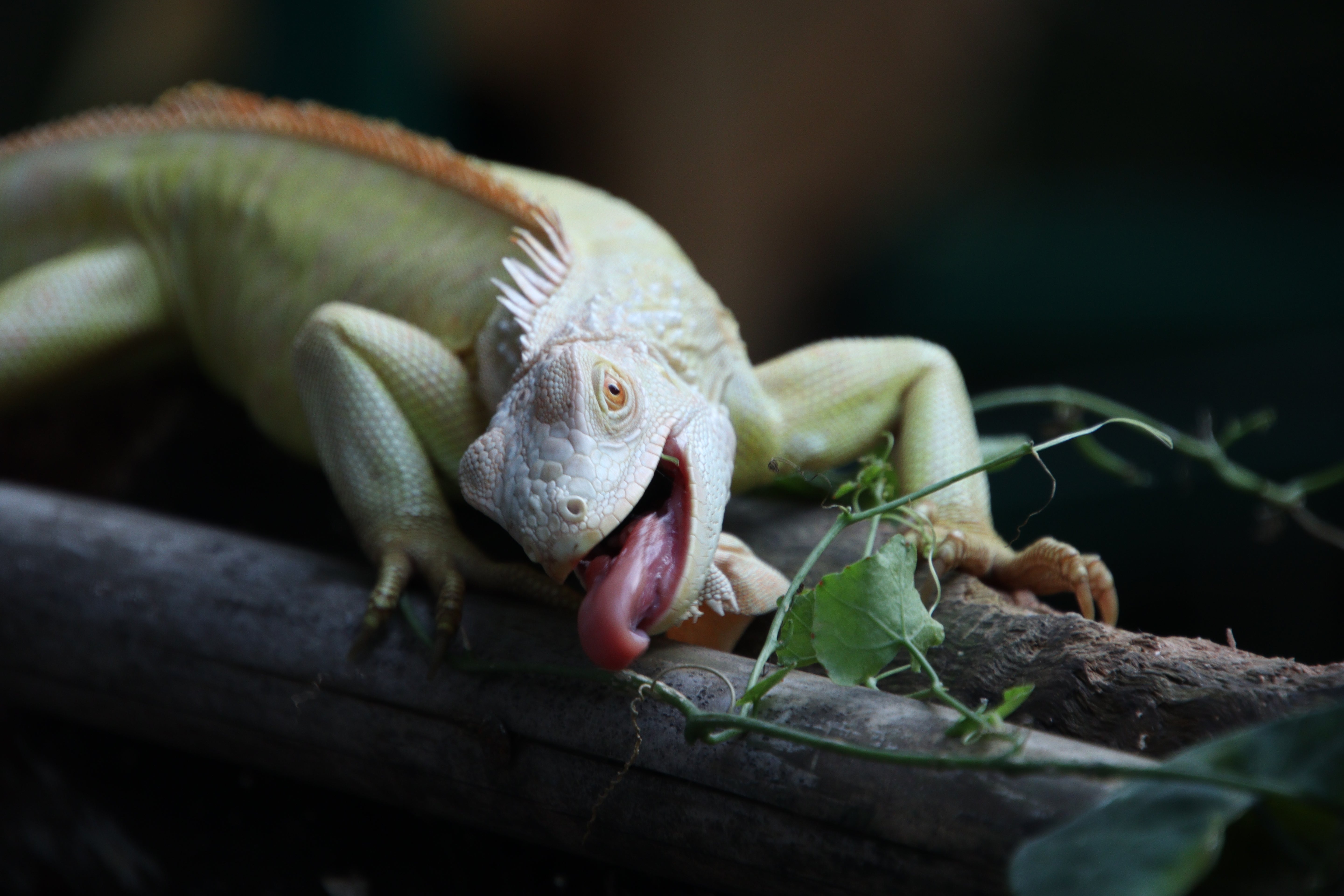 Lovely iguana