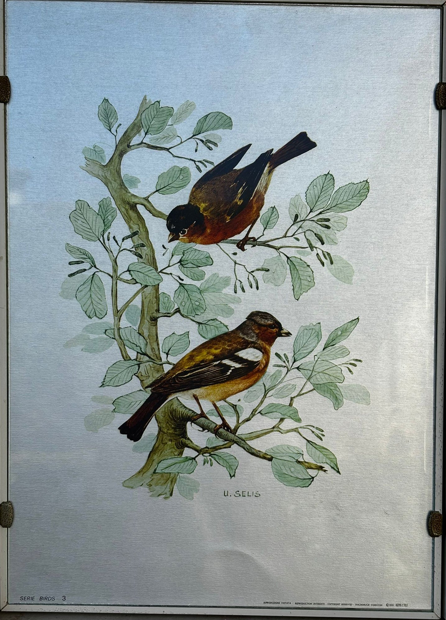 U. Selis - Birds