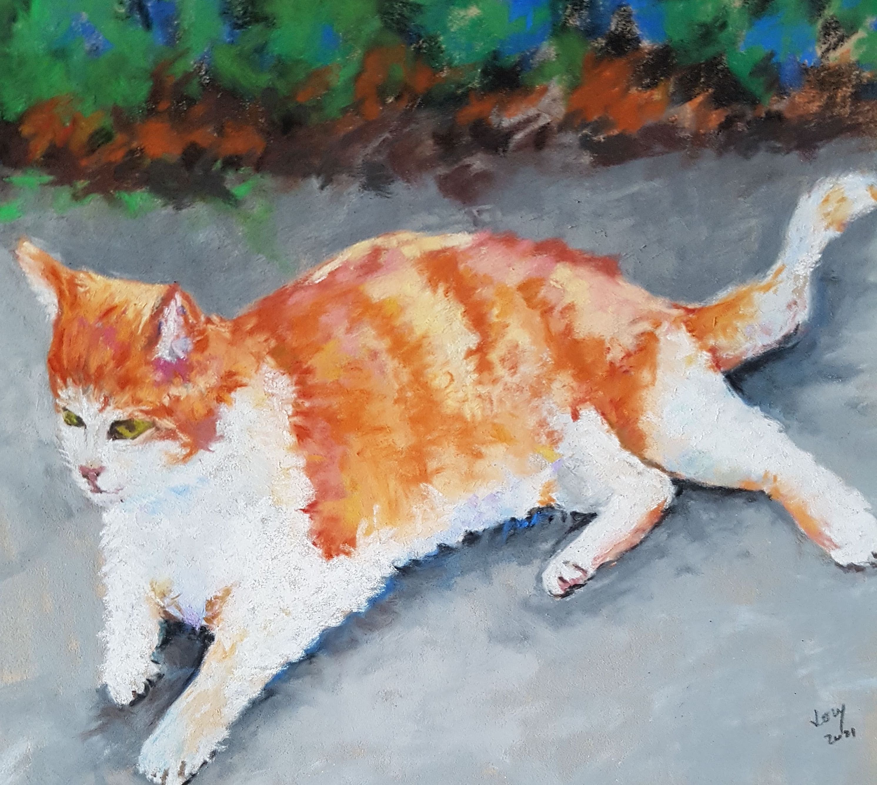 Gatto al sole