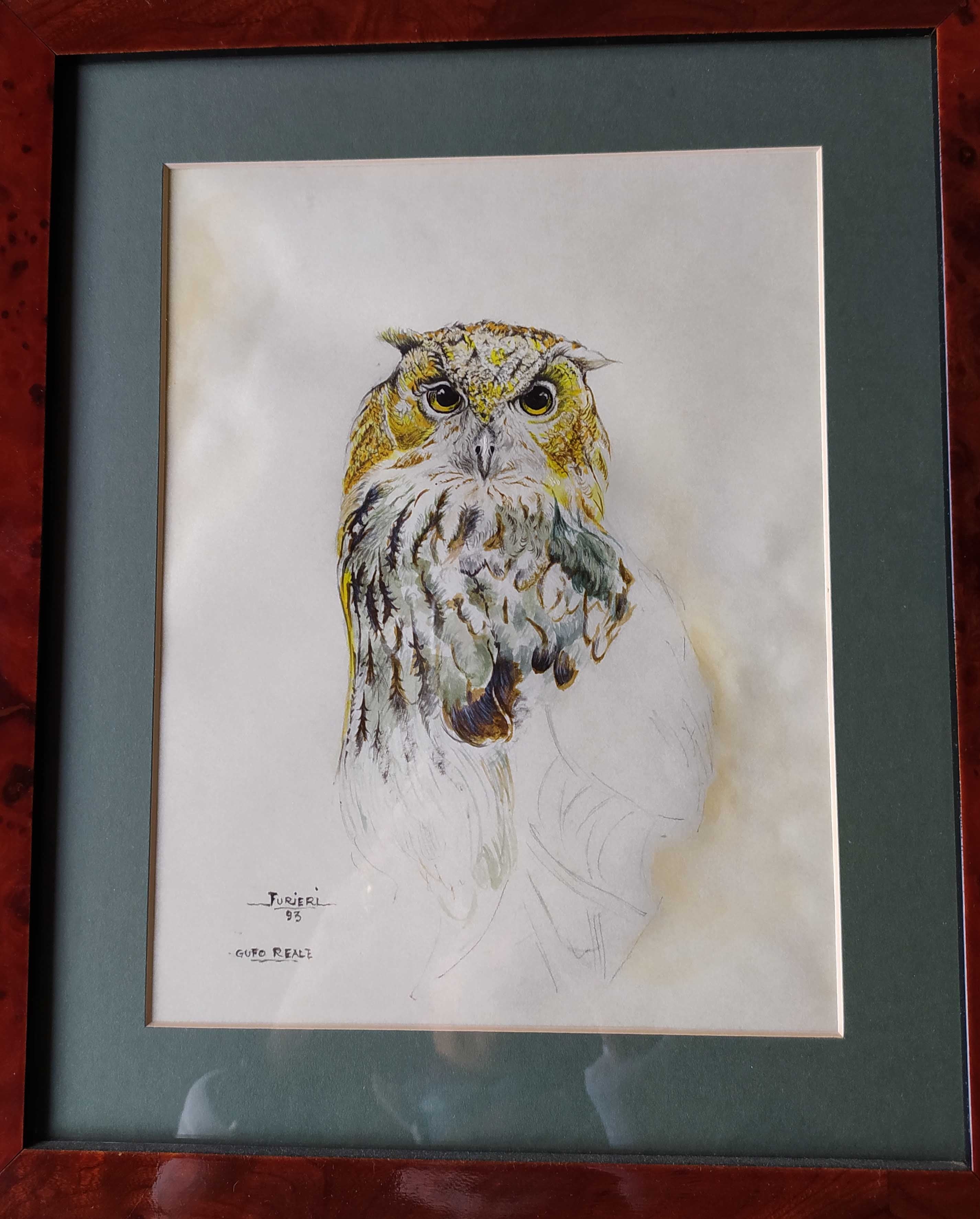 owl