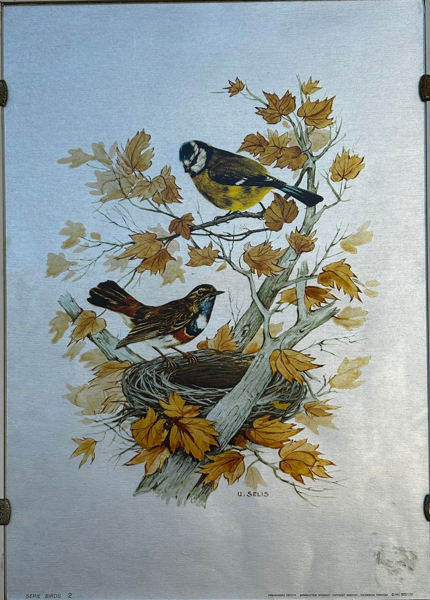 U. Selis - Birds