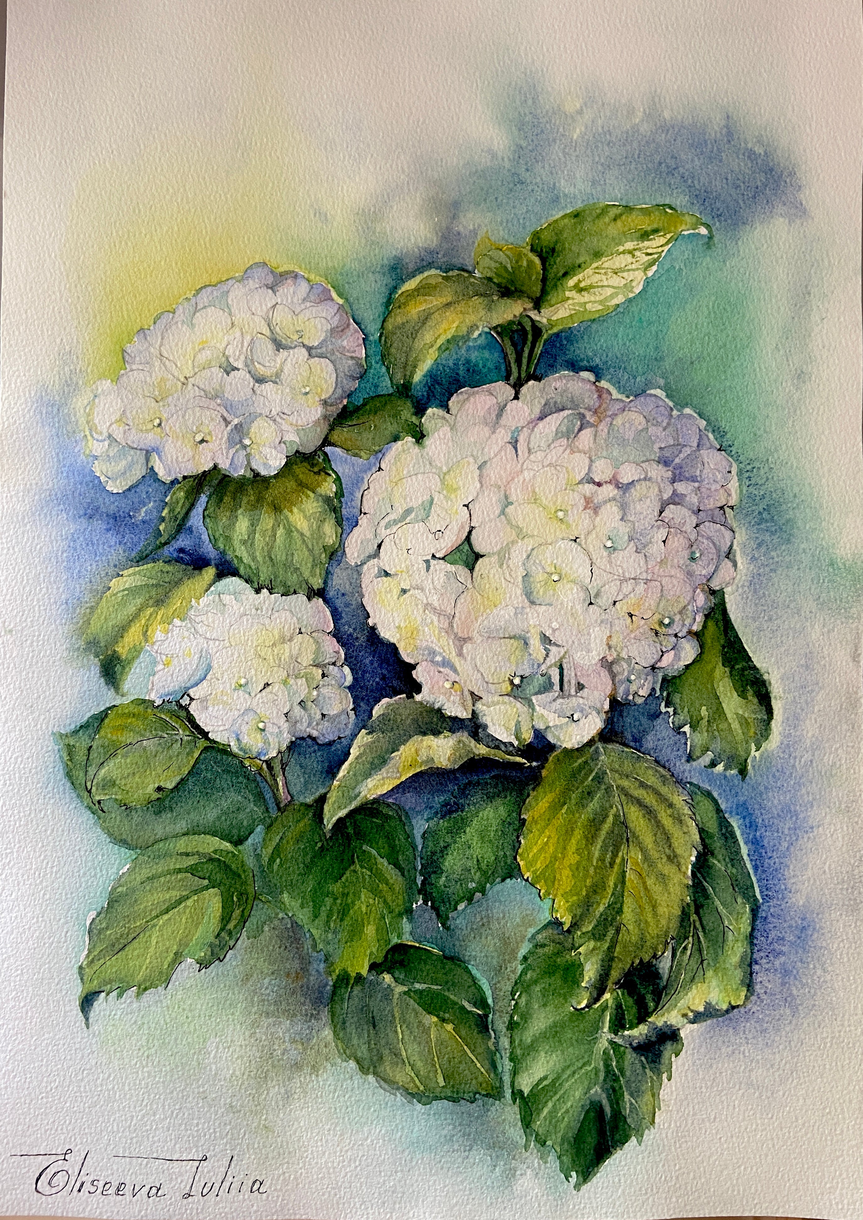 Hydrangea