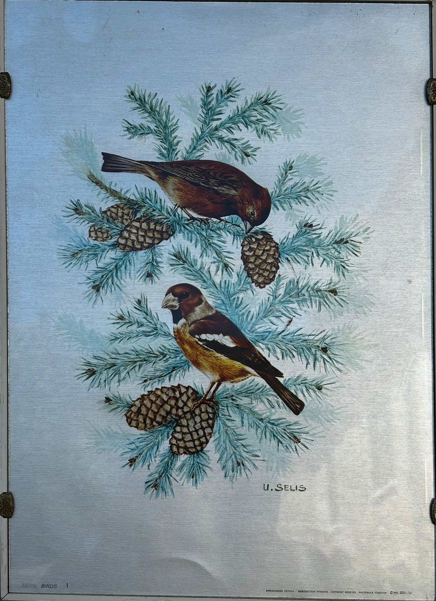 U. Selis - Birds