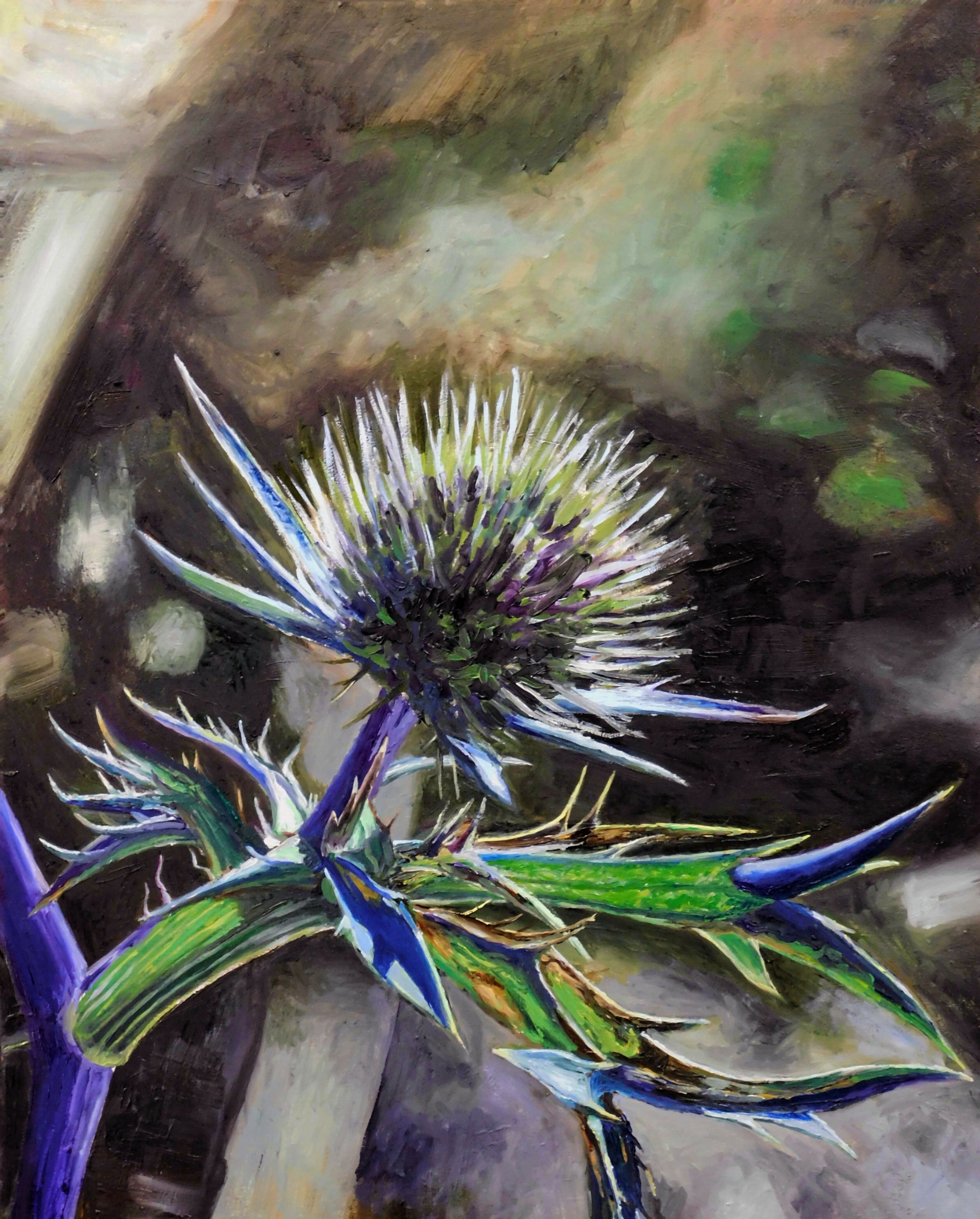 Eryngium blu (cardo selvatico - Parco del Gran Sasso)
