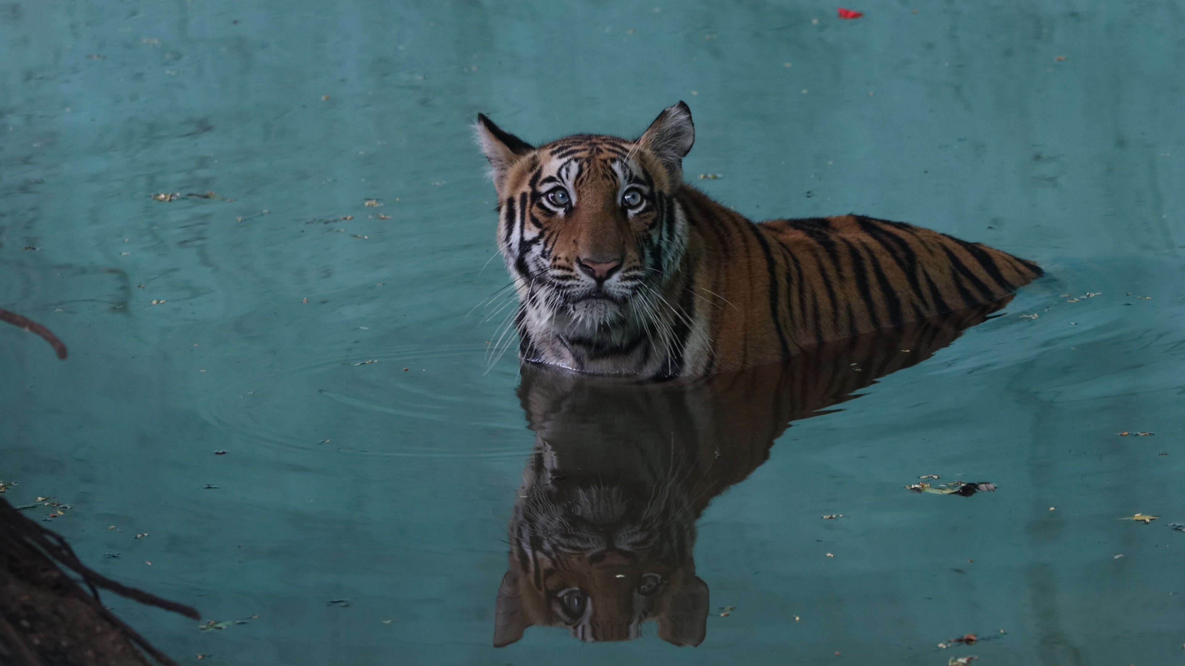 Tiger in manson