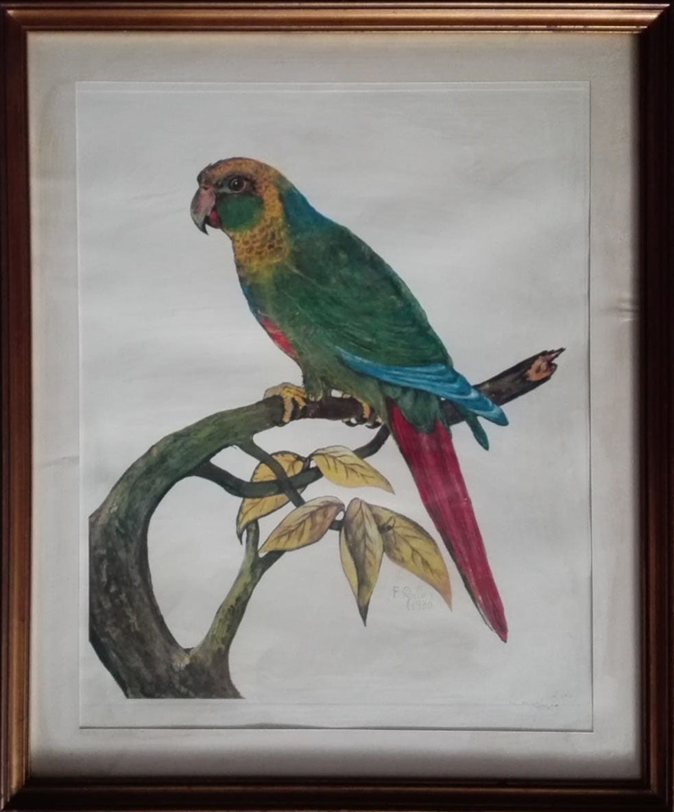 Furio Gallo - Pappagallo
