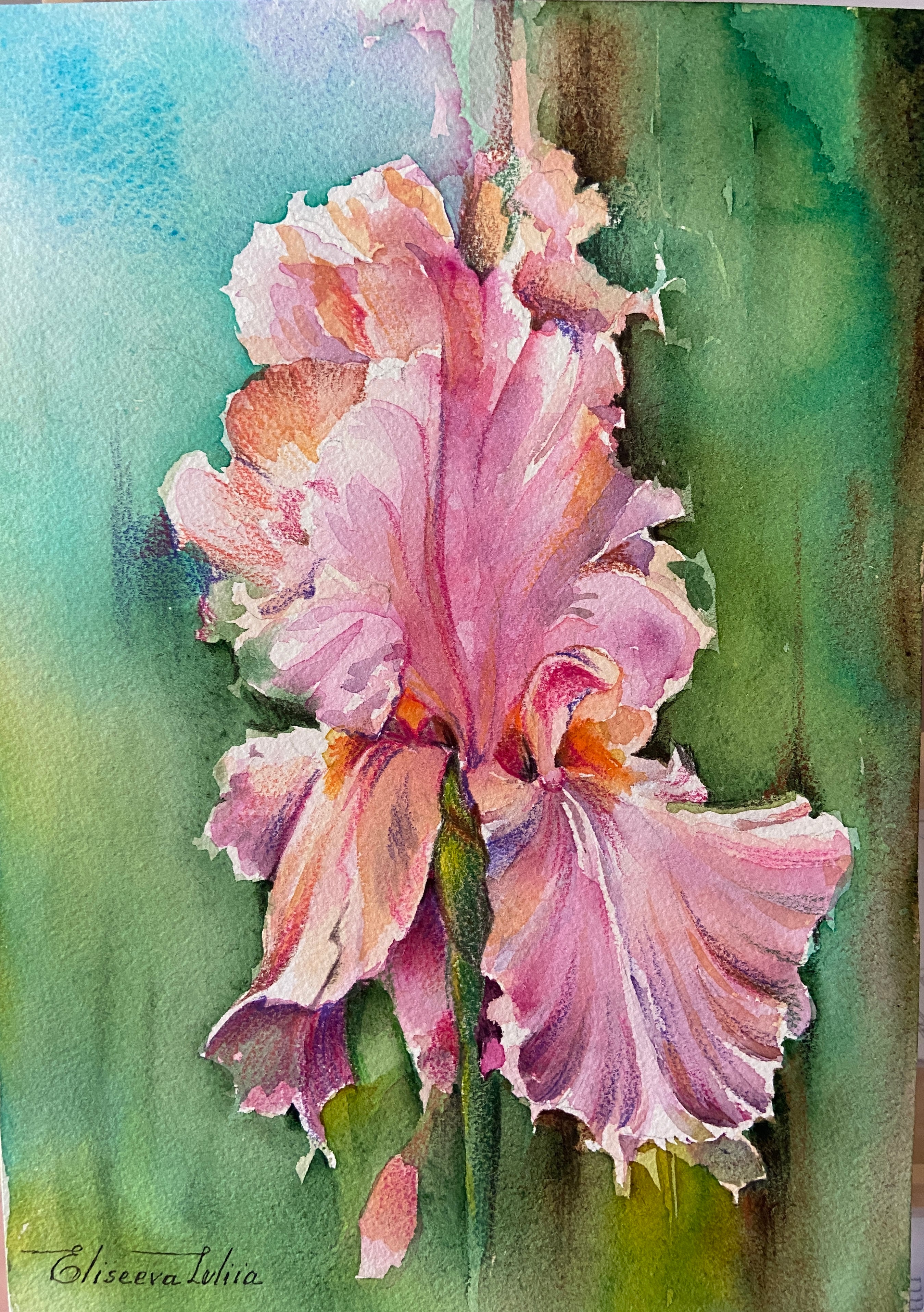 Little Iris