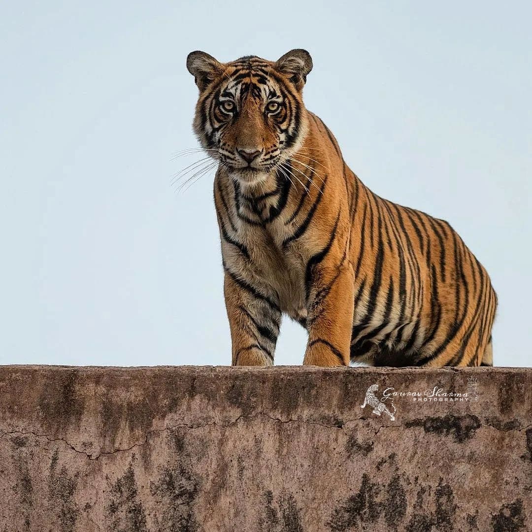Male cub tiger