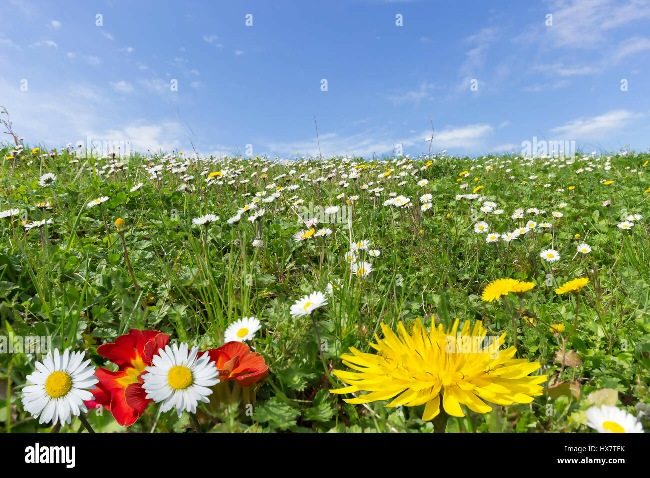 Lawn