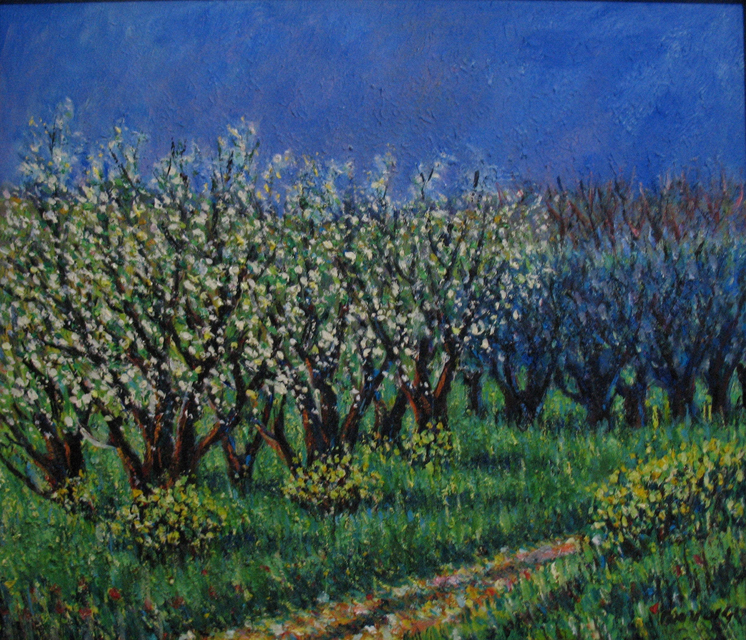 Sandro Mori - Ciliegi in fiore