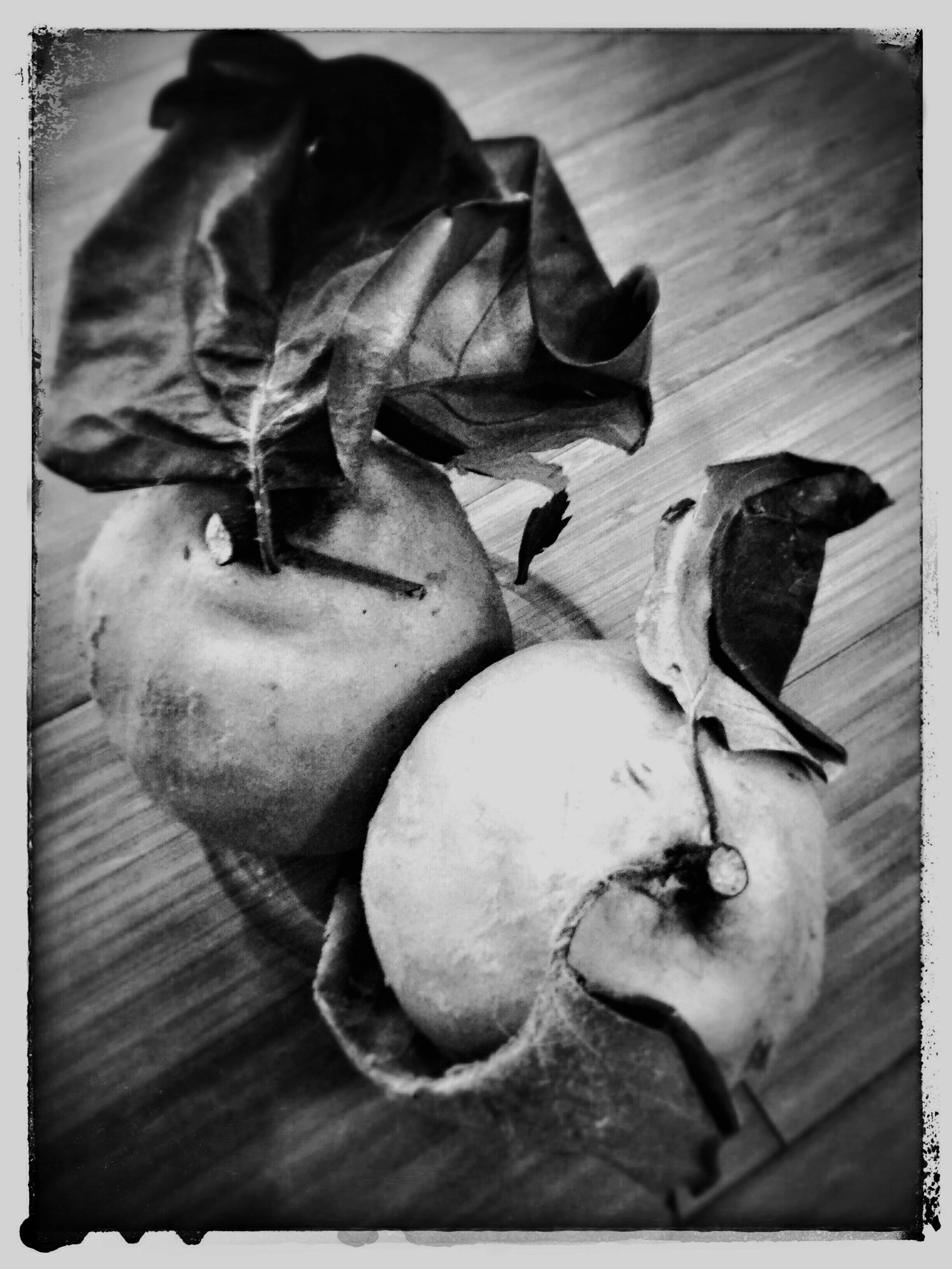 Tina Fugazzotto - Quinces