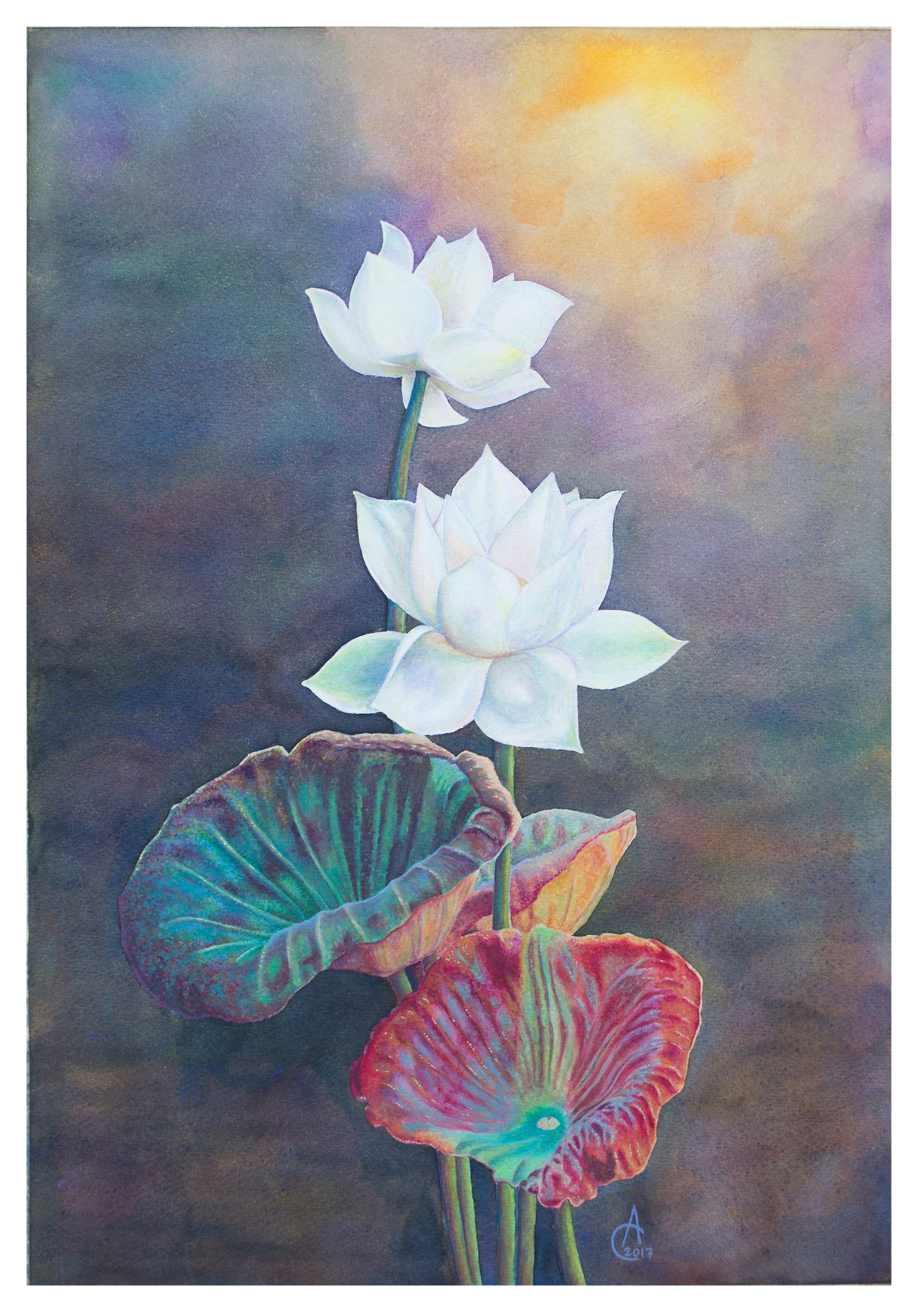 Alice Cappellari - Lotus Flowers