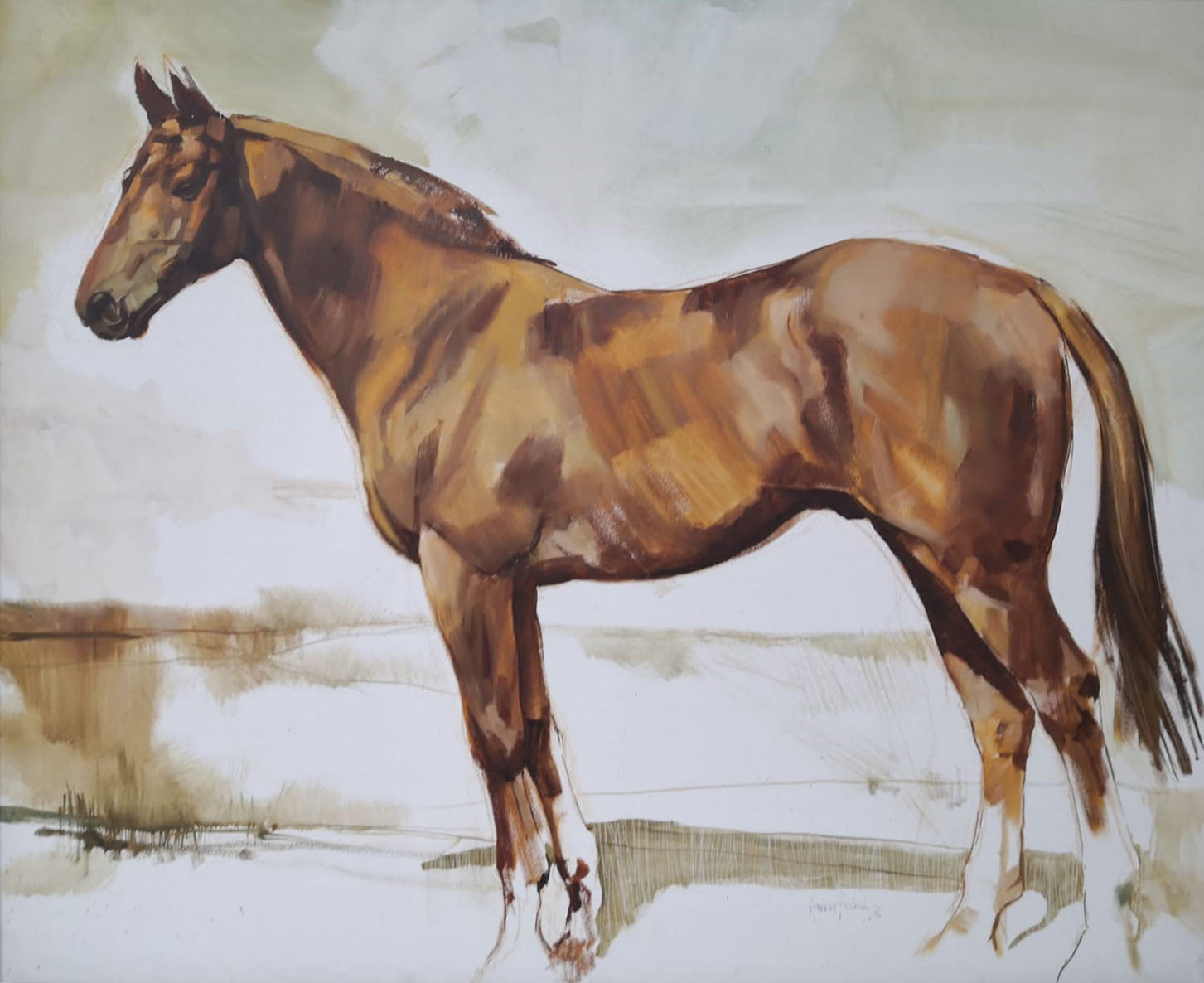 Autore Sconosciuto - Cavallo