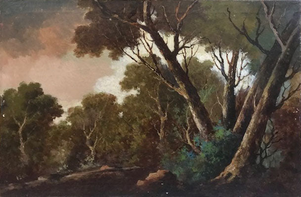 Barriles - Bosque de pinos