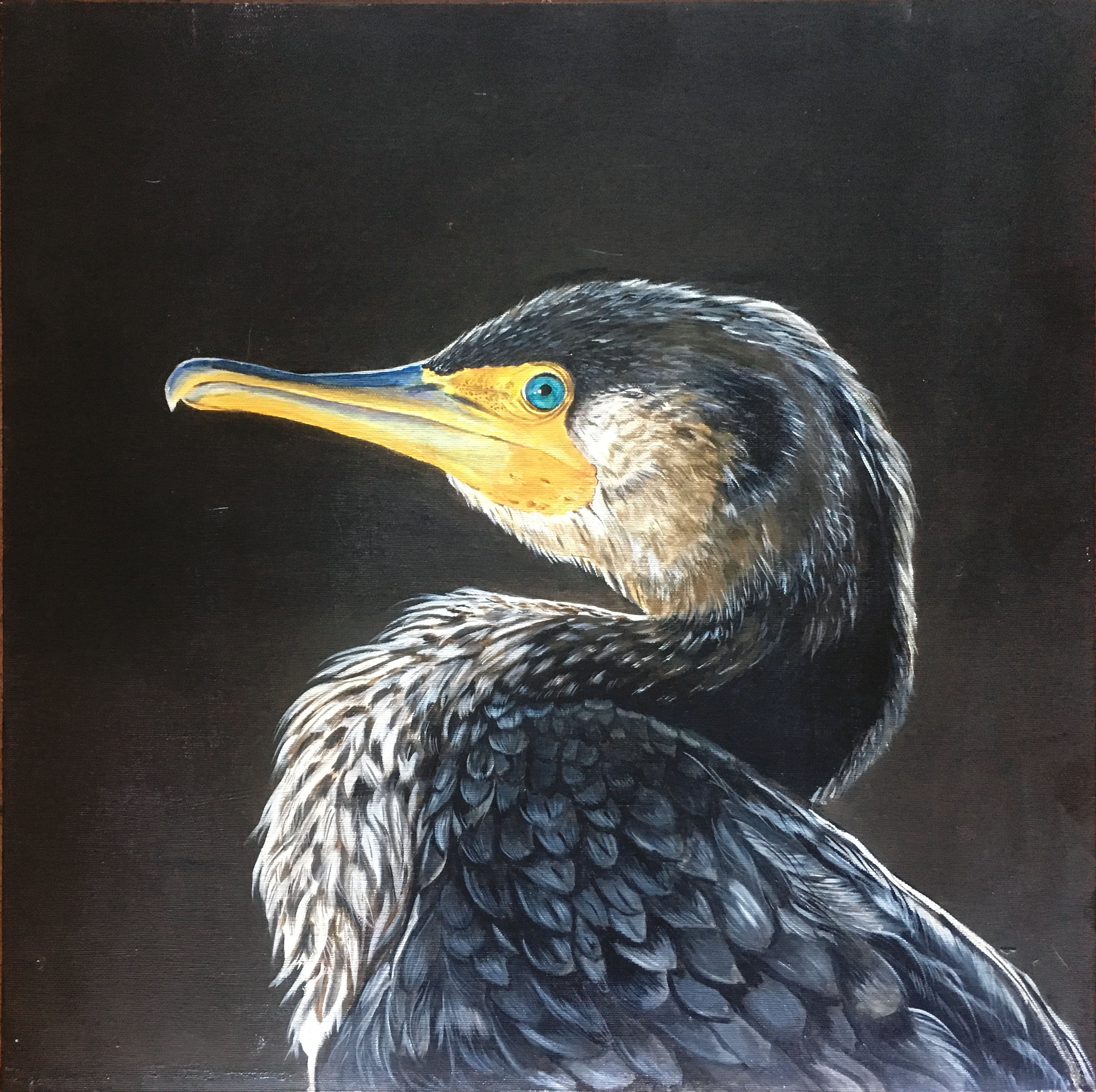 Paola Consani - Cormorán