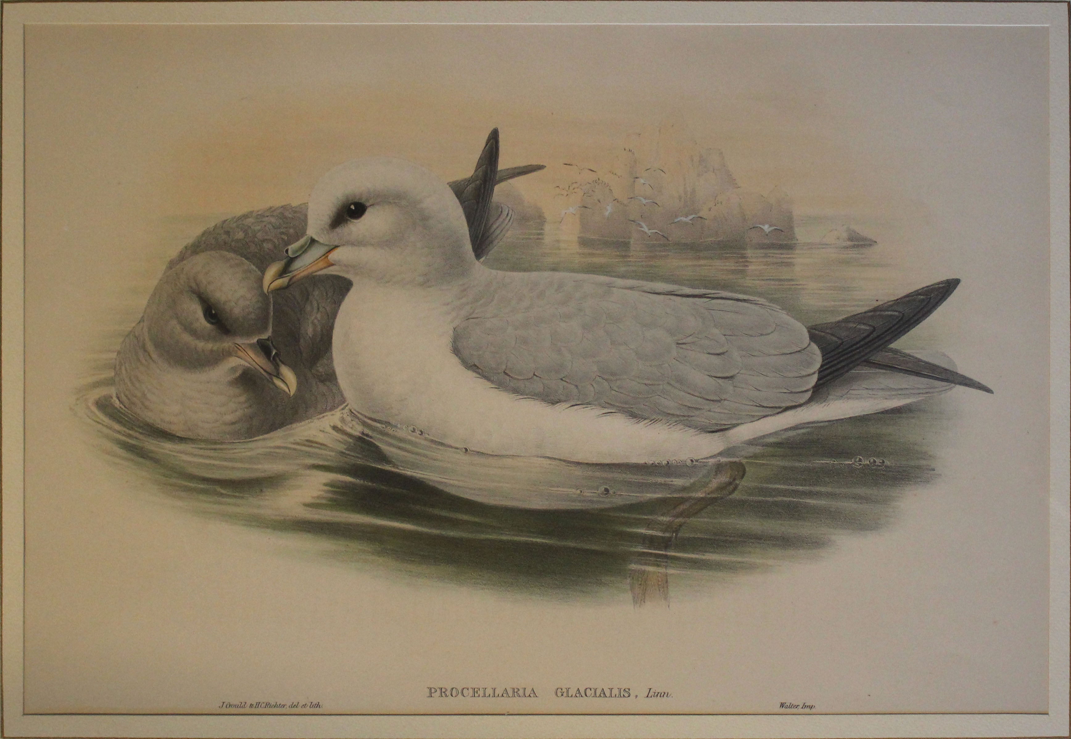 John Gould - Henry Constantine Richter - La gaviota de Ross