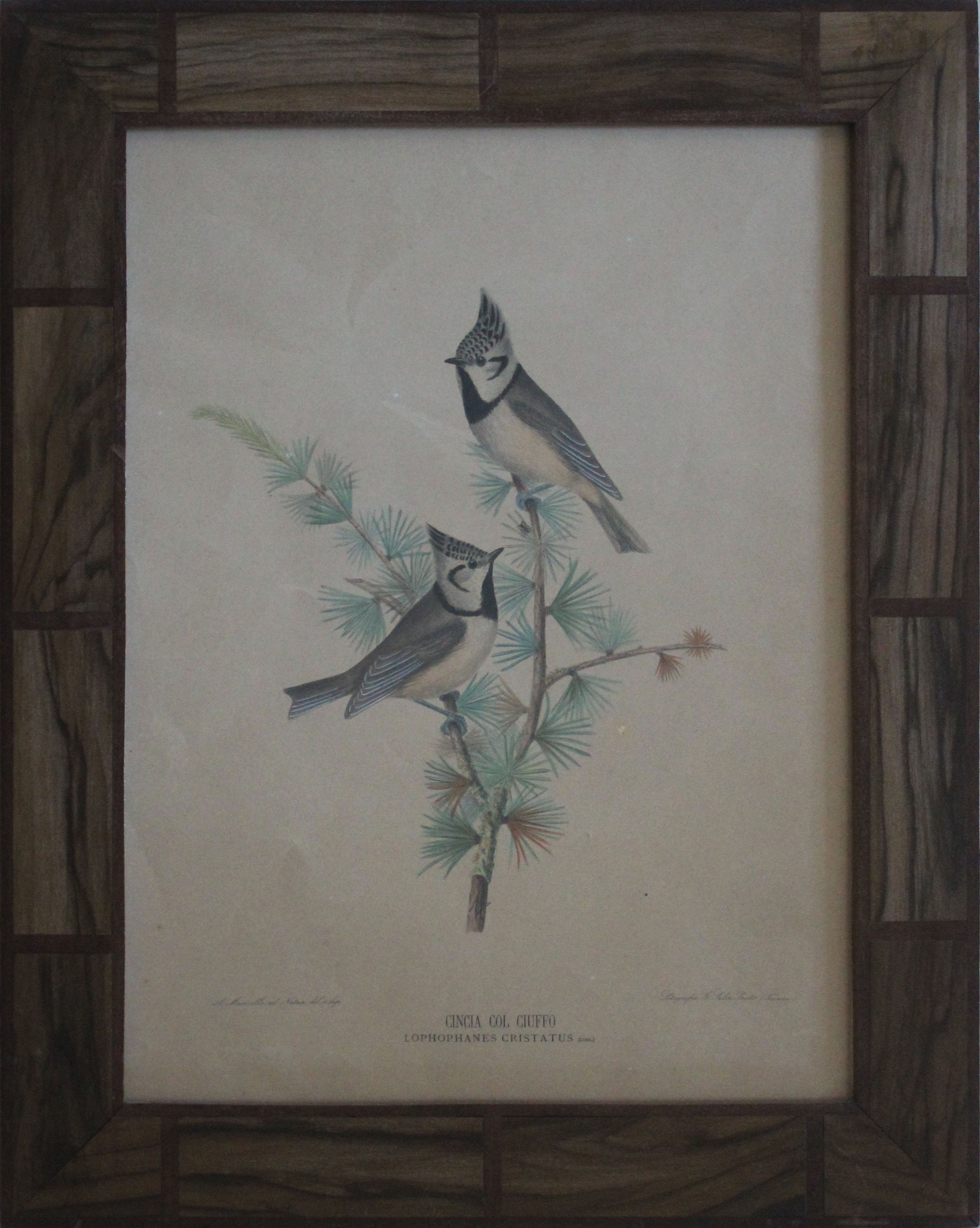 Alberto Manzella and G.Salvi - Crested Tit
