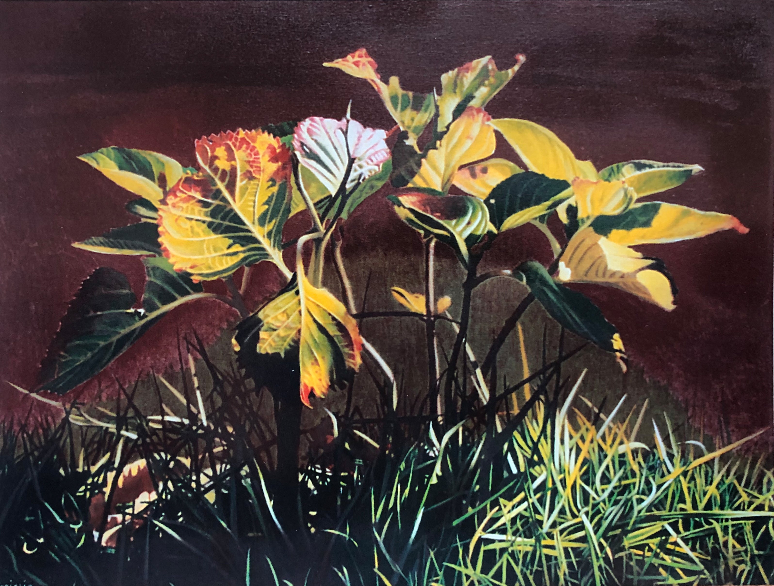 Giovanni Spiezio - Hydrangea Panta