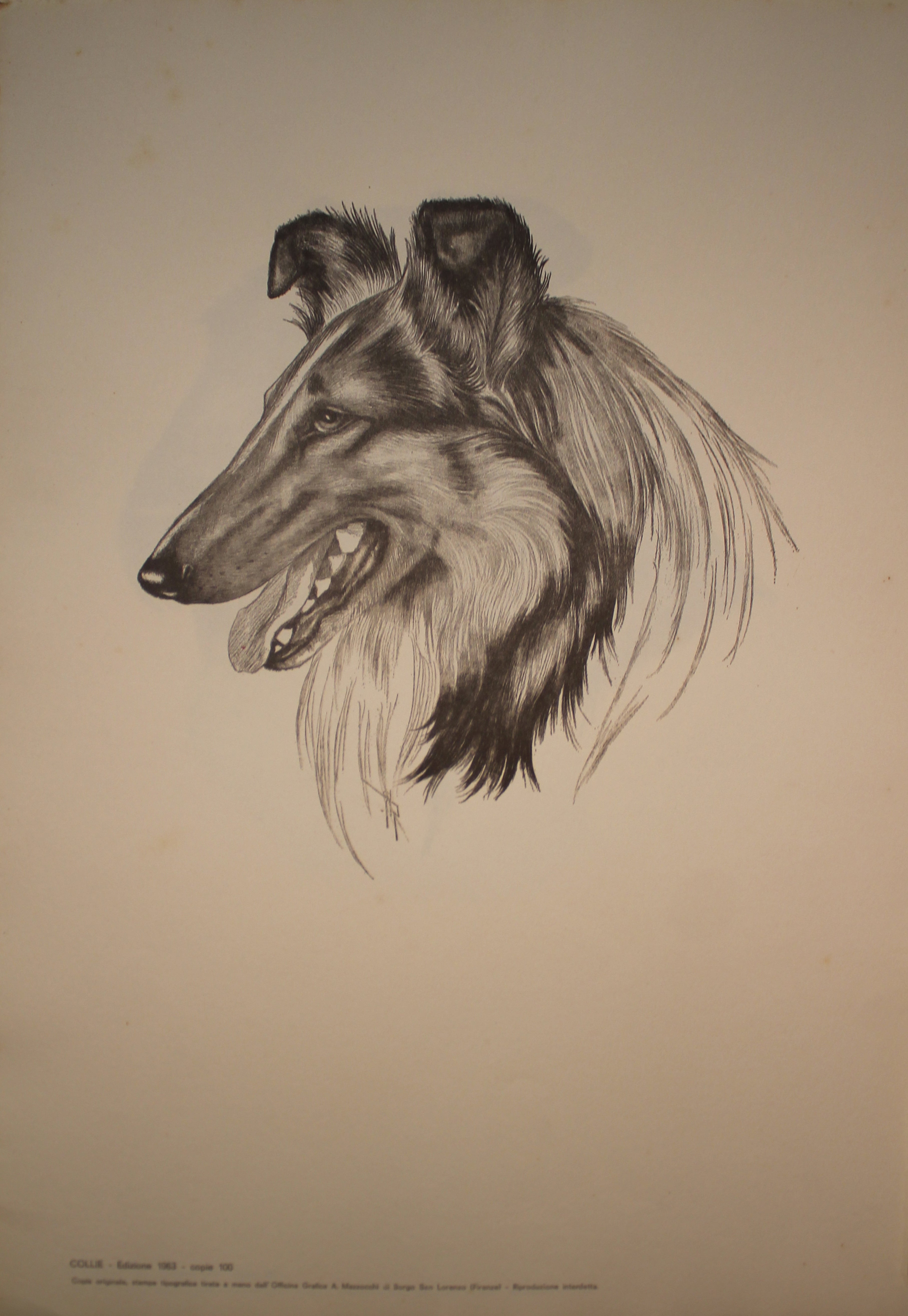 Collection of Illustrations on Dog Breeds - 1963 Edition