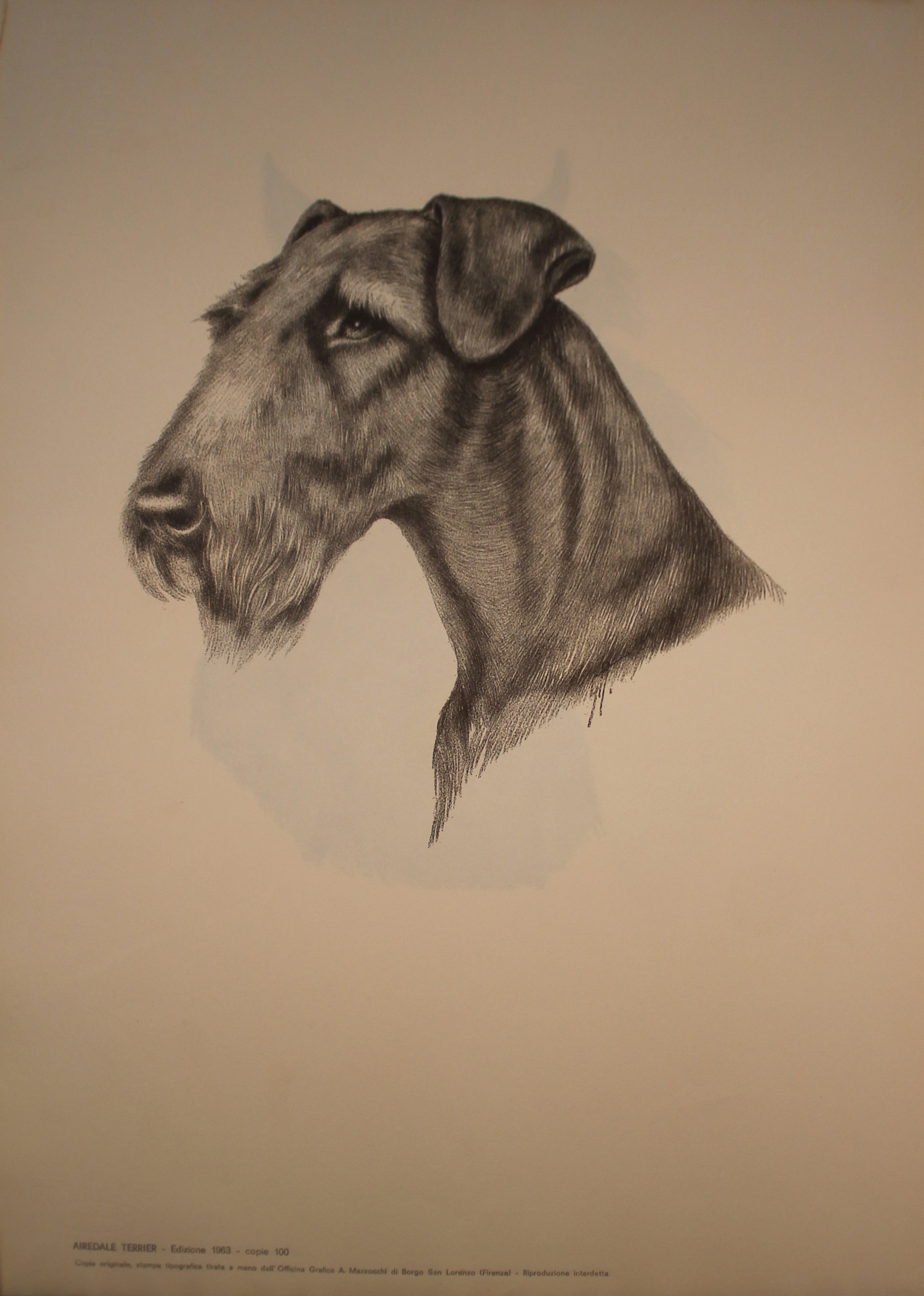 Collection of Illustrations on Dog Breeds - 1963 Edition