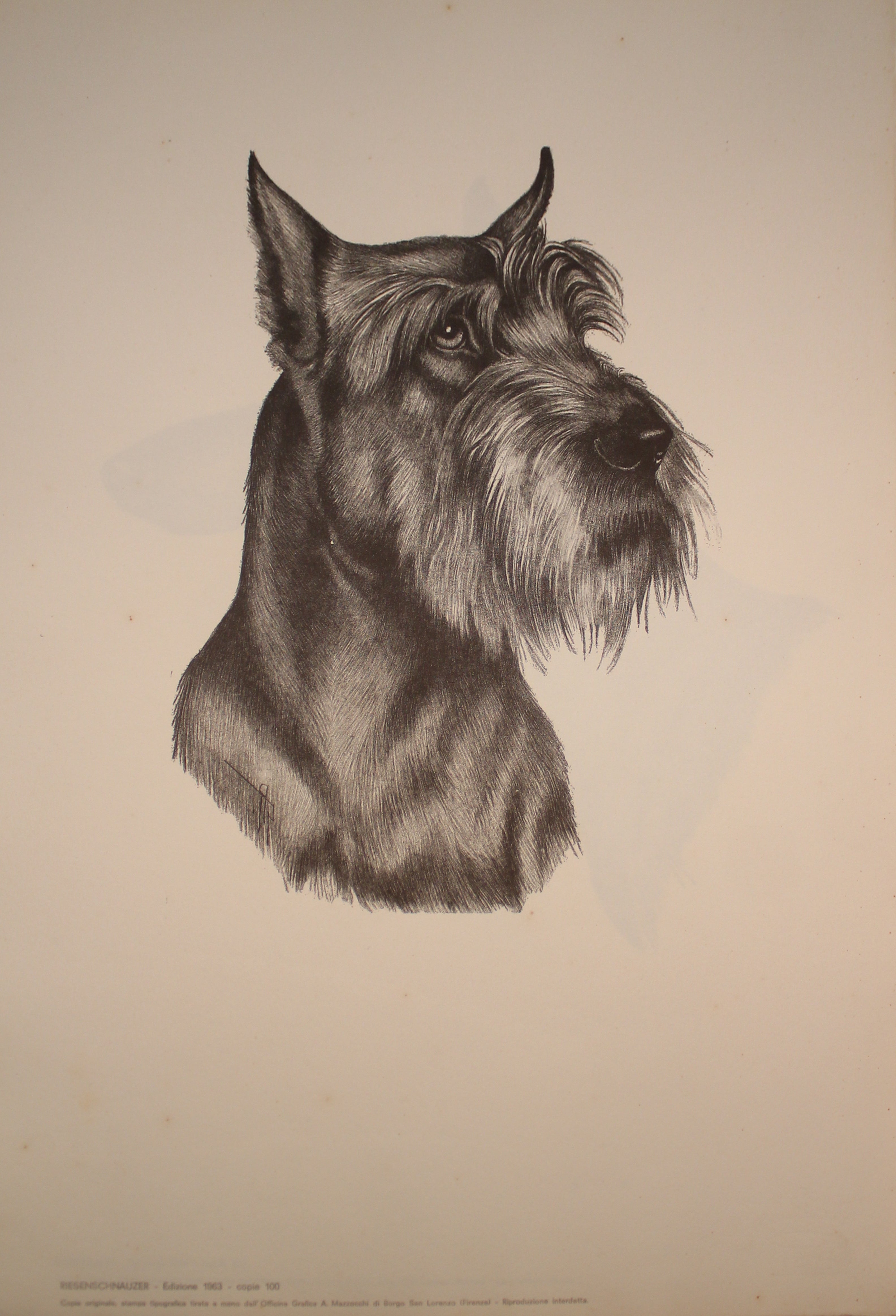 Collection of Illustrations on Dog Breeds - 1963 Edition