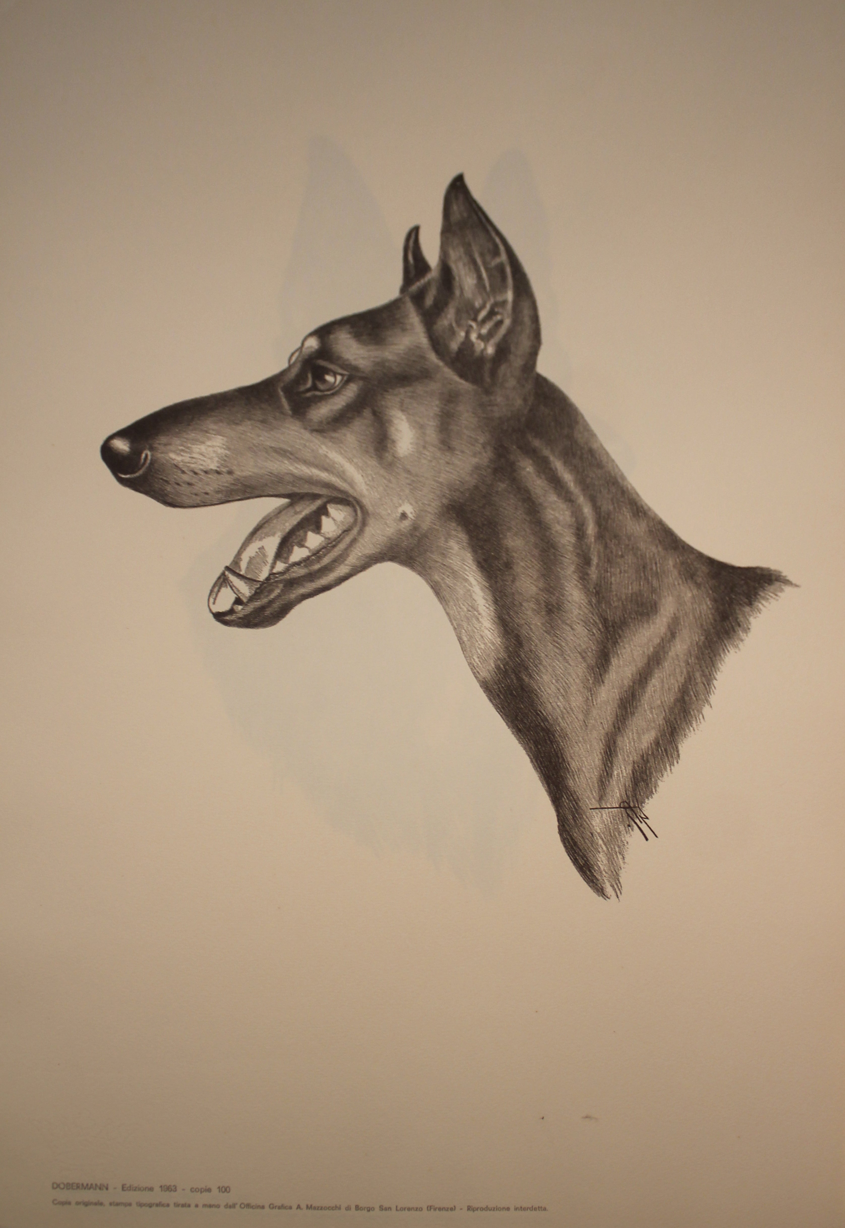 Collection of Illustrations on Dog Breeds - 1963 Edition
