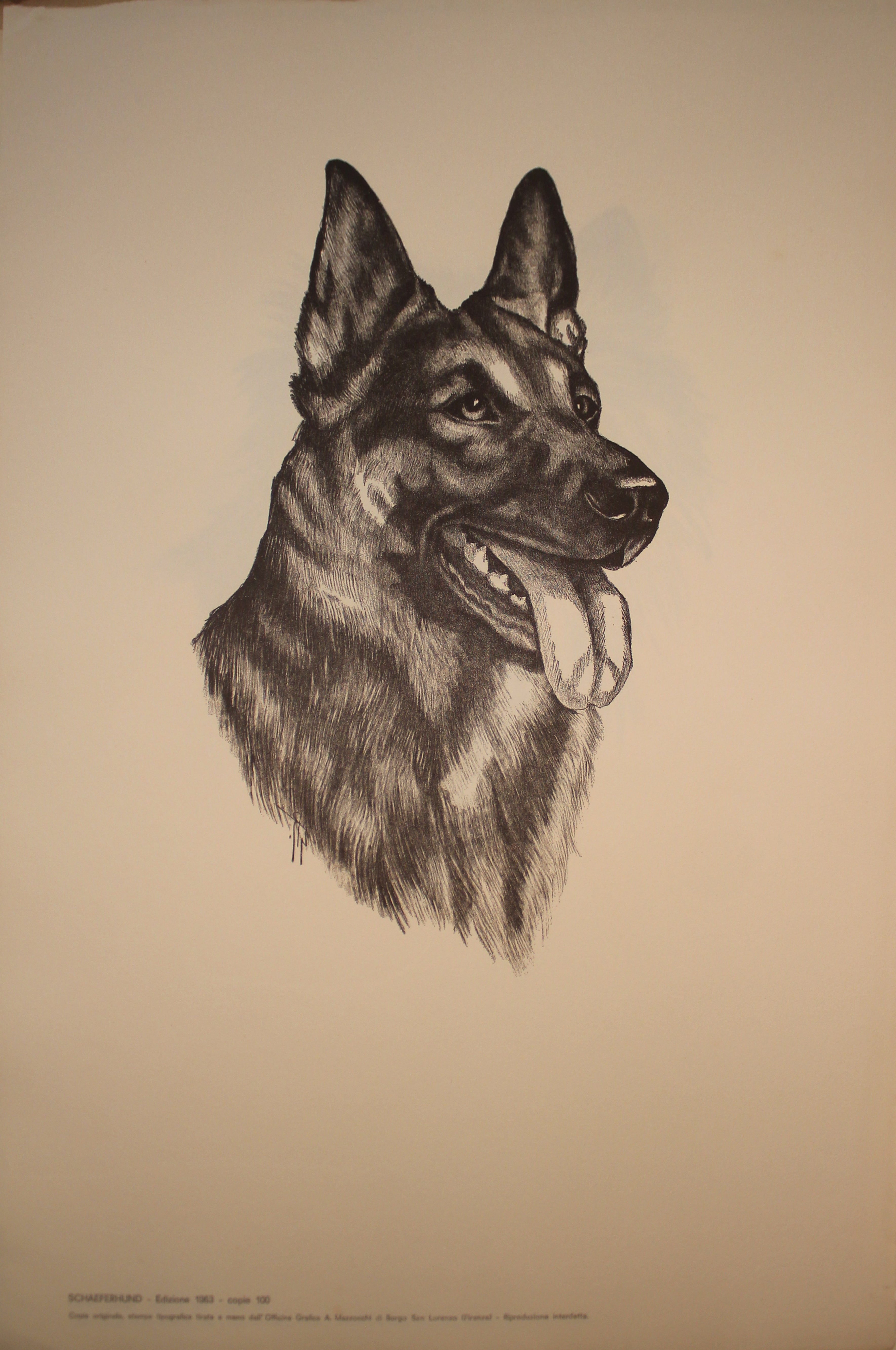 Collection of Illustrations on Dog Breeds - 1963 Edition