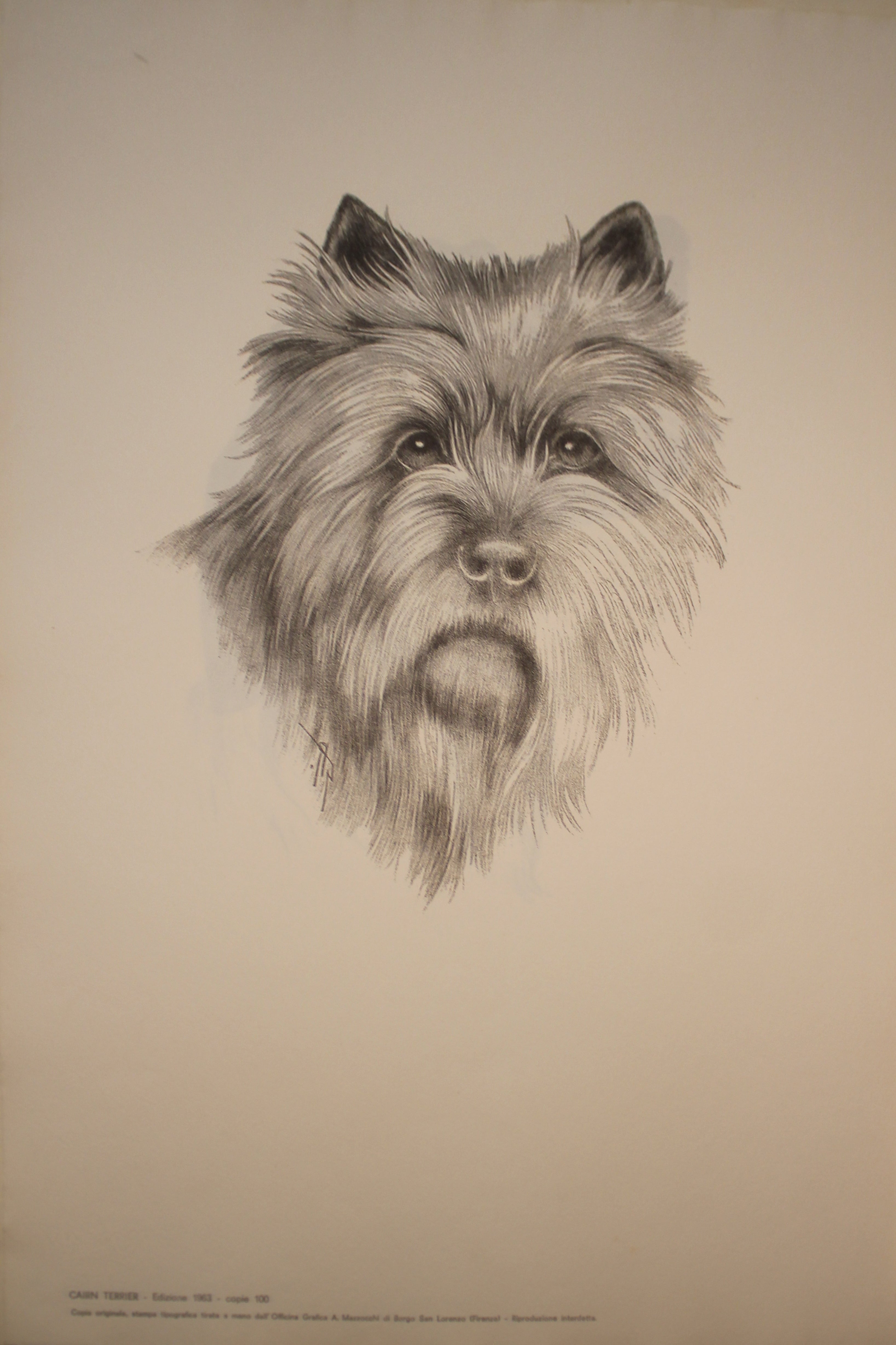 Collection of Illustrations on Dog Breeds - 1963 Edition