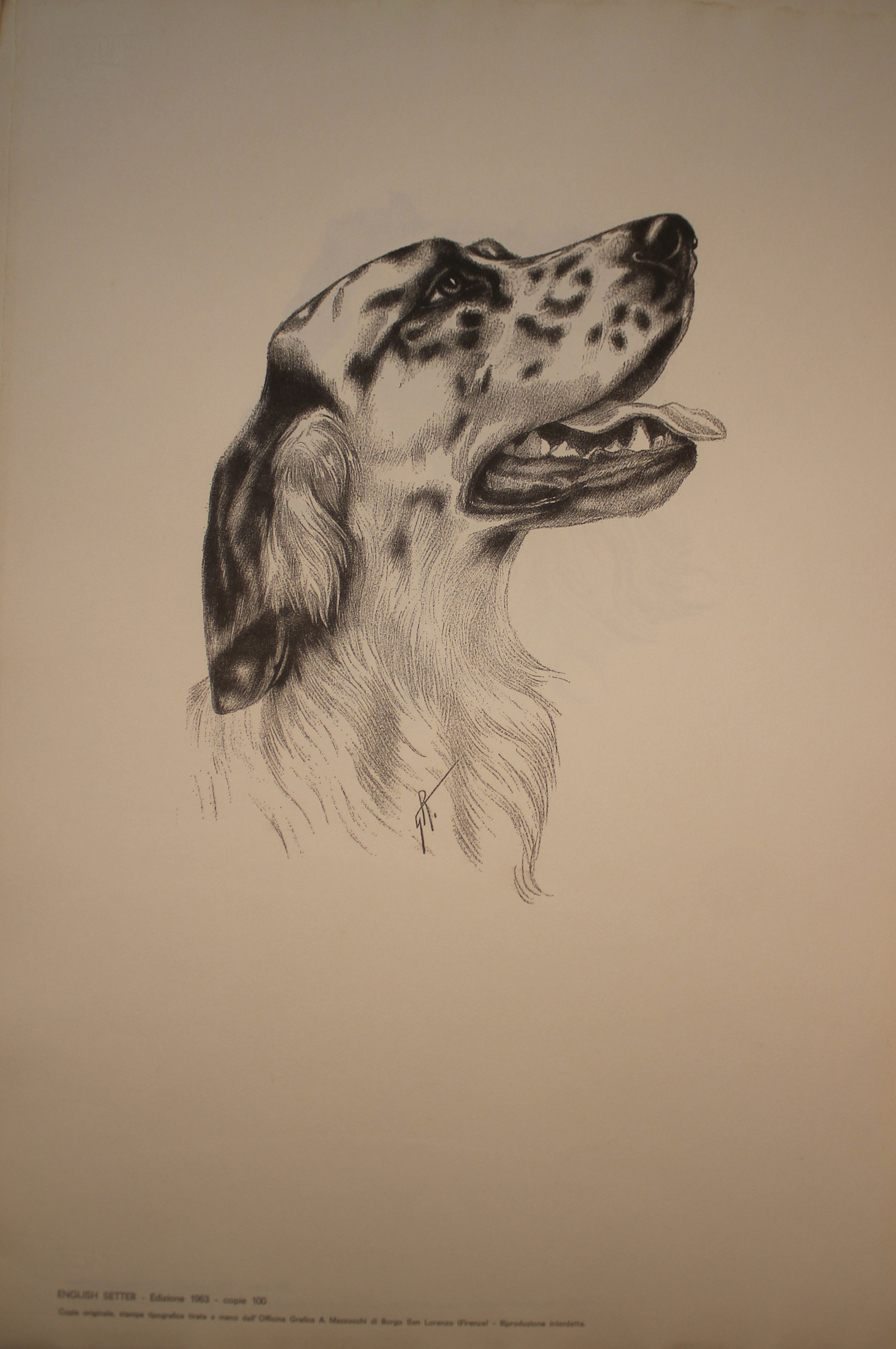 Collection of Illustrations on Dog Breeds - 1963 Edition