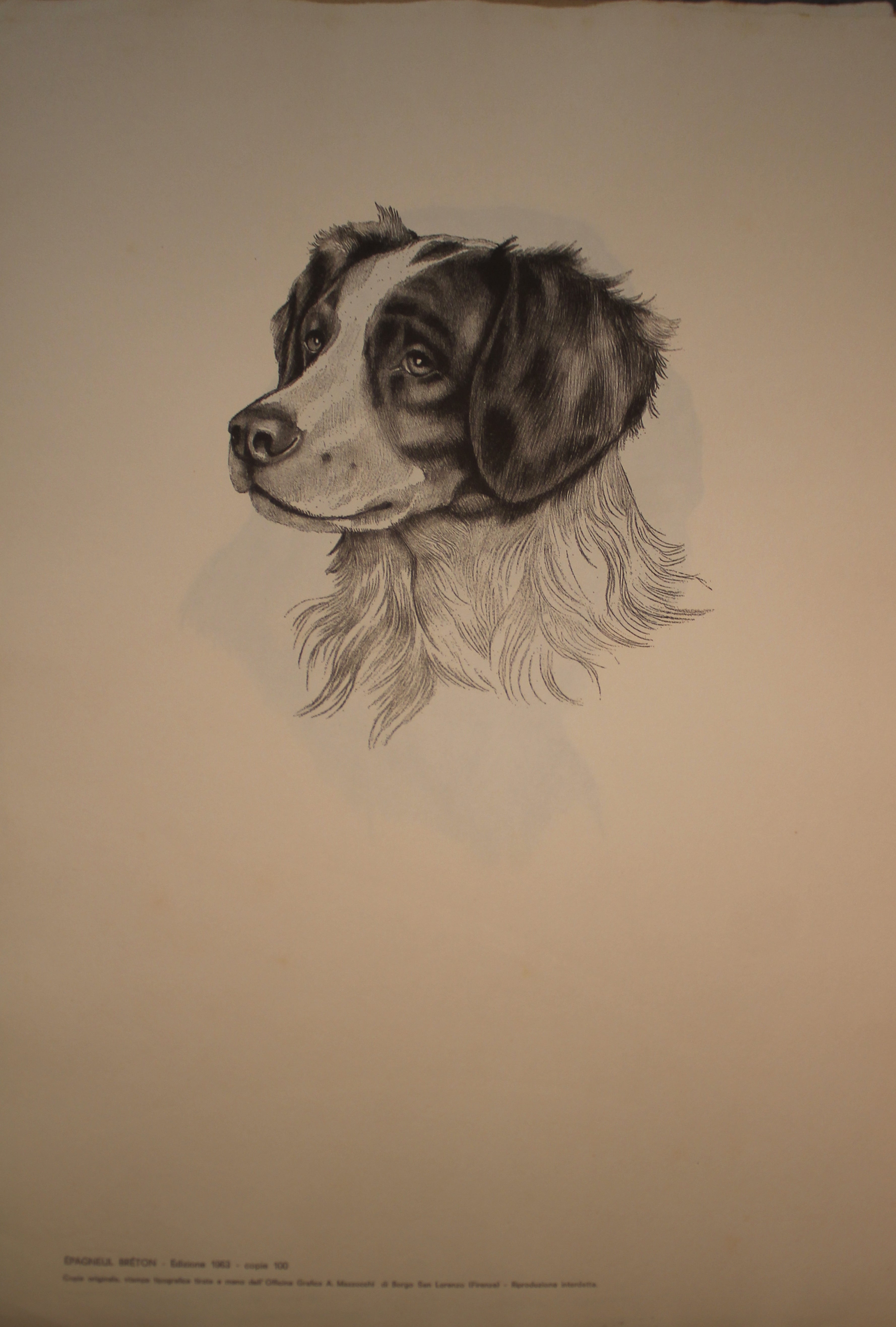 Collection of Illustrations on Dog Breeds - 1963 Edition