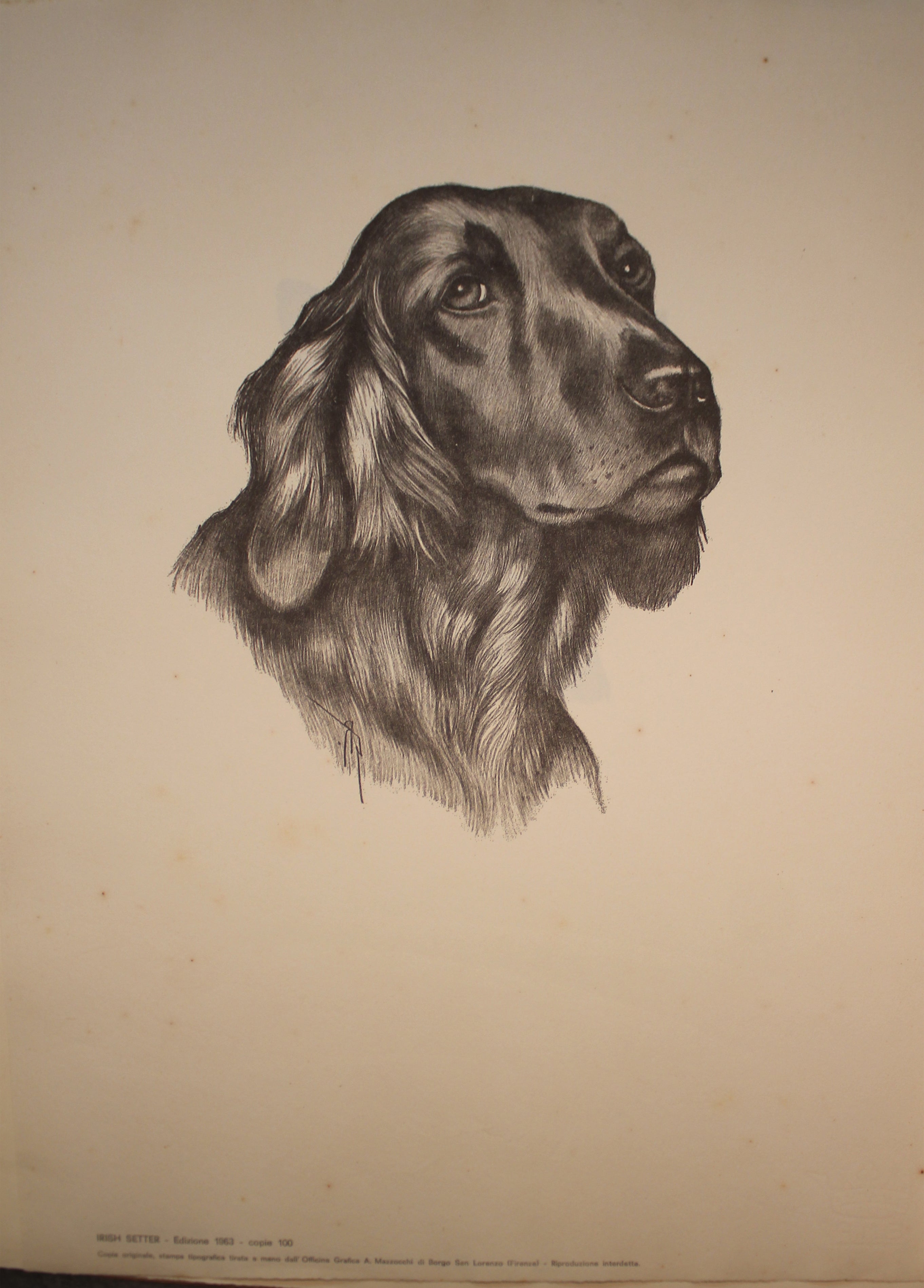 Collection of Illustrations on Dog Breeds - 1963 Edition