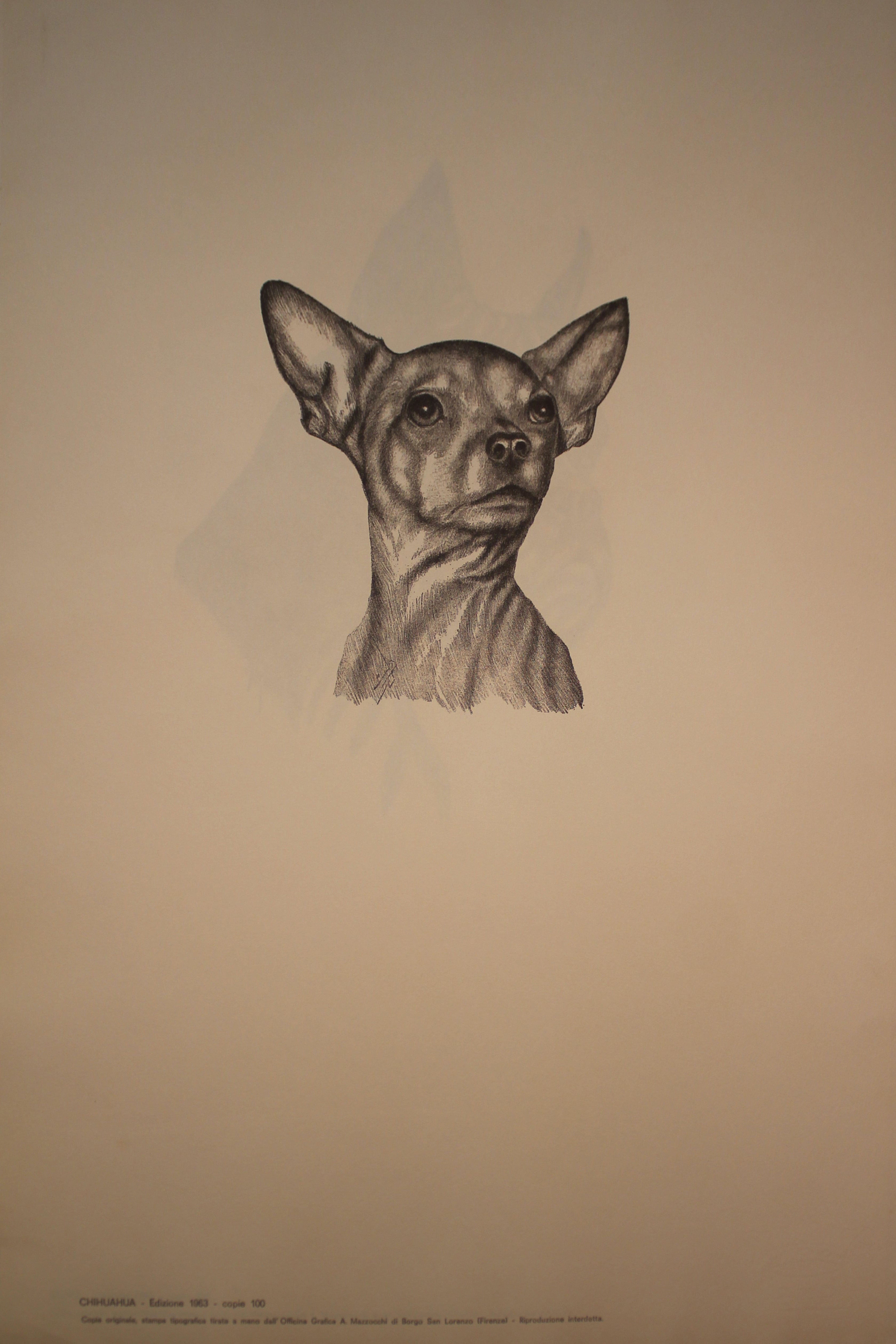 Collection of Illustrations on Dog Breeds - 1963 Edition