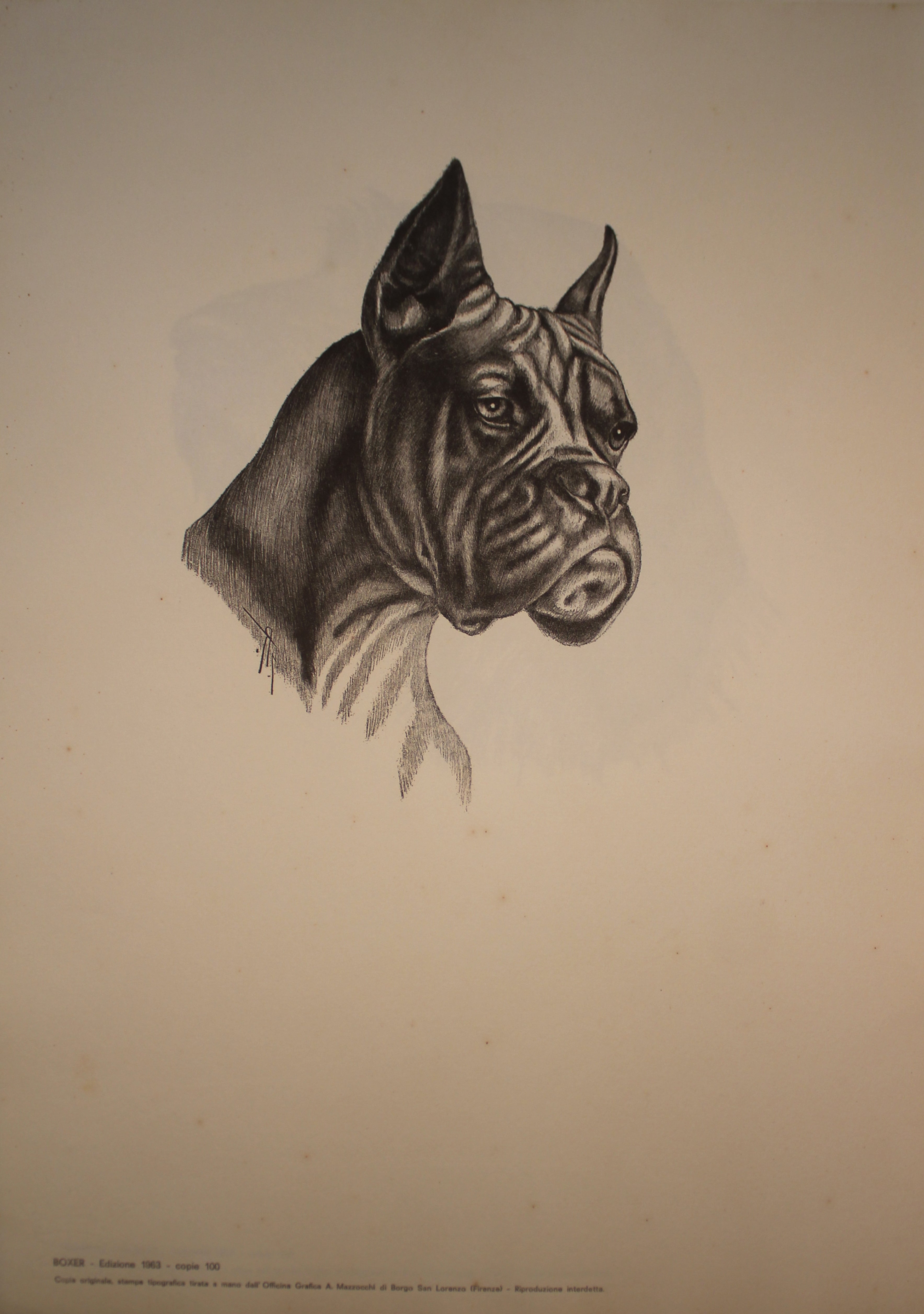 Collection of Illustrations on Dog Breeds - 1963 Edition