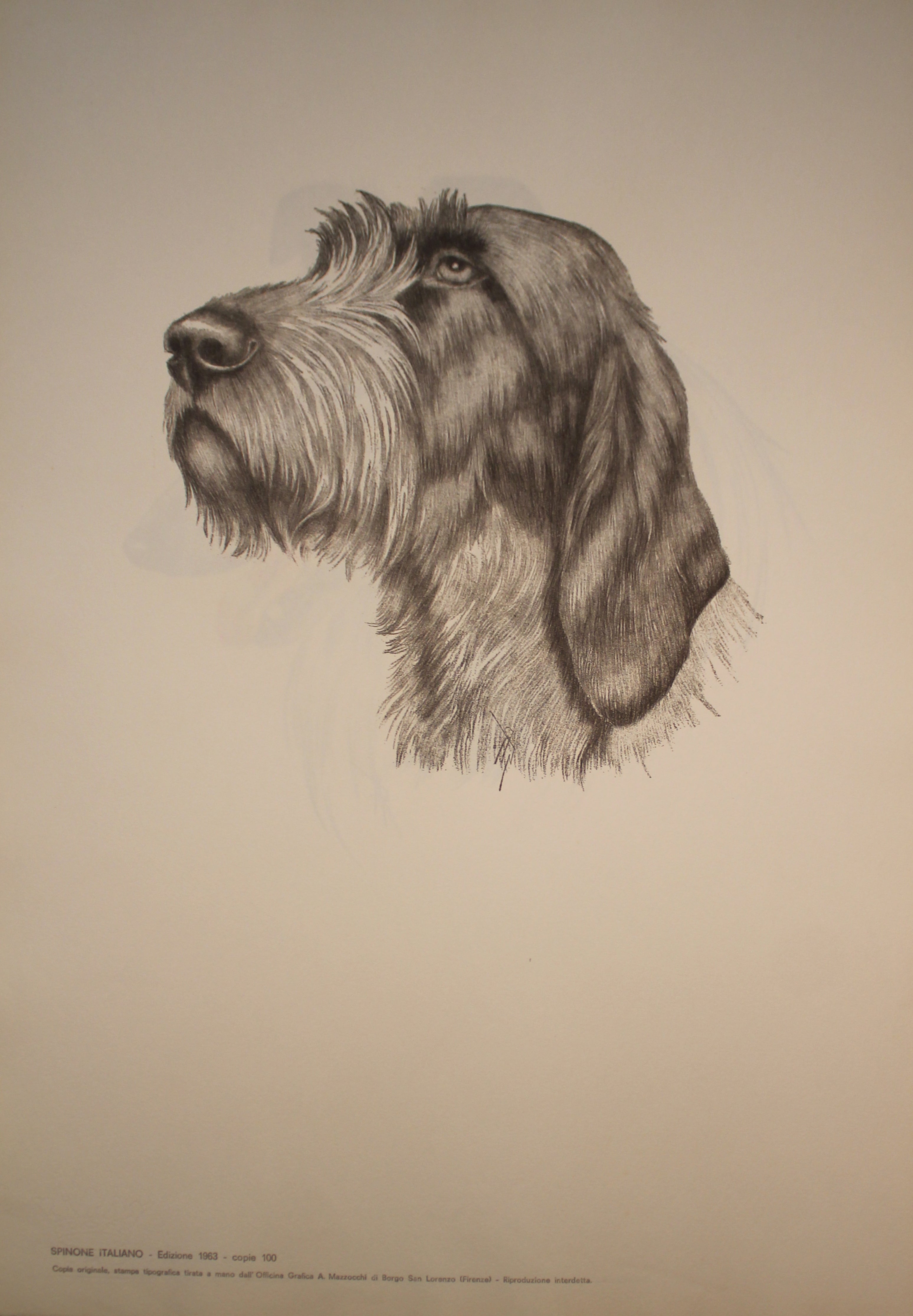 Collection of Illustrations on Dog Breeds - 1963 Edition