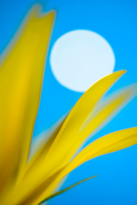 Paola Iacopetti - Sun and Moon