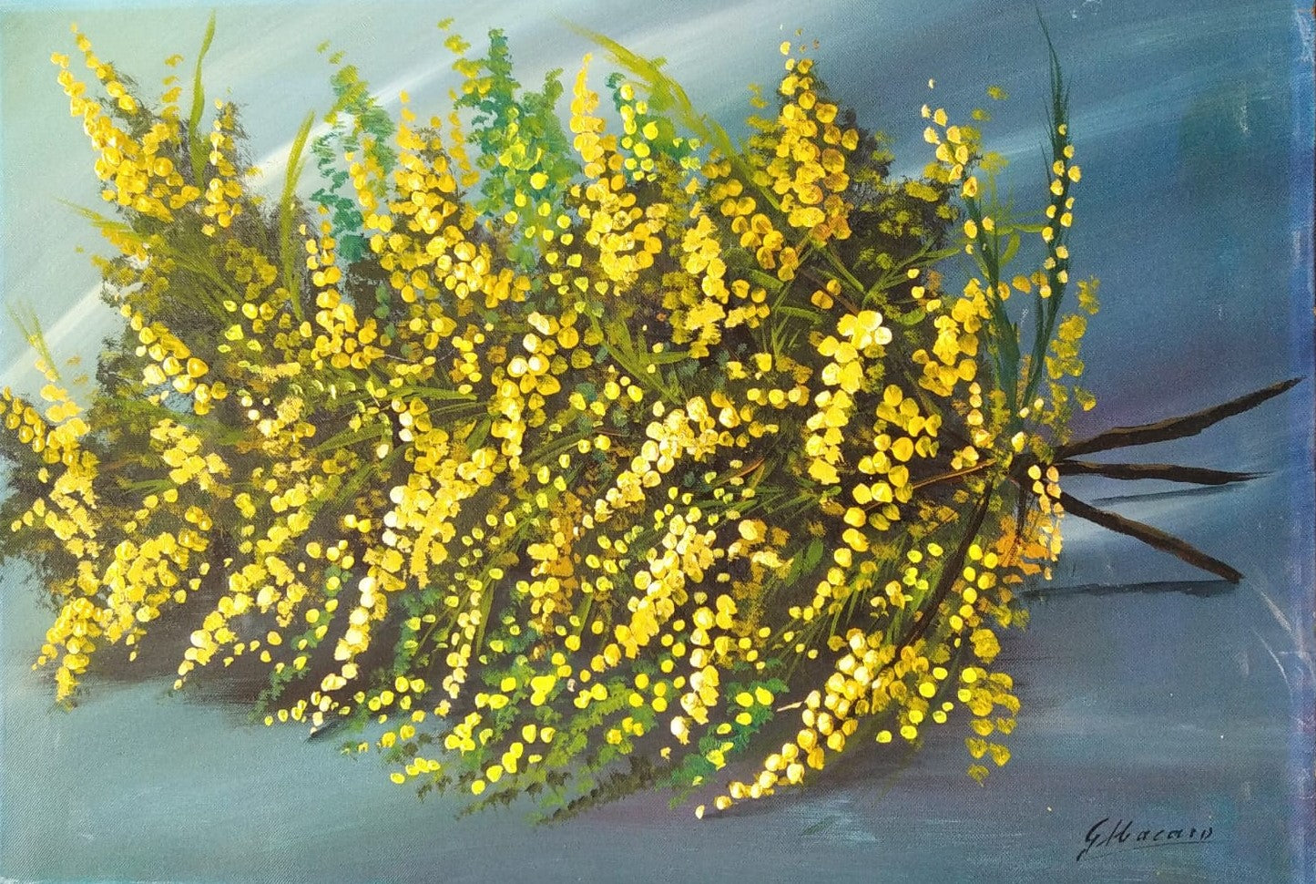 MIMOSE - GISELLA MACARO