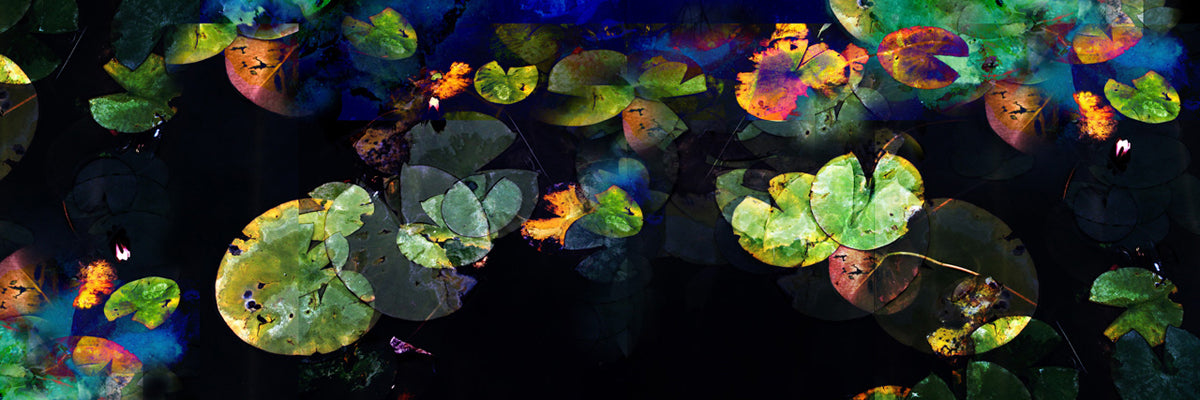 Mario Rotta - Water Lilies (to Monet)
