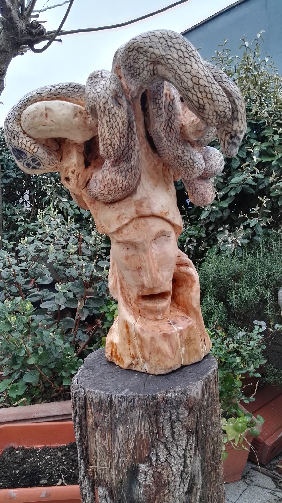 Marco Perini - Mitología sobre la raíz de manzana