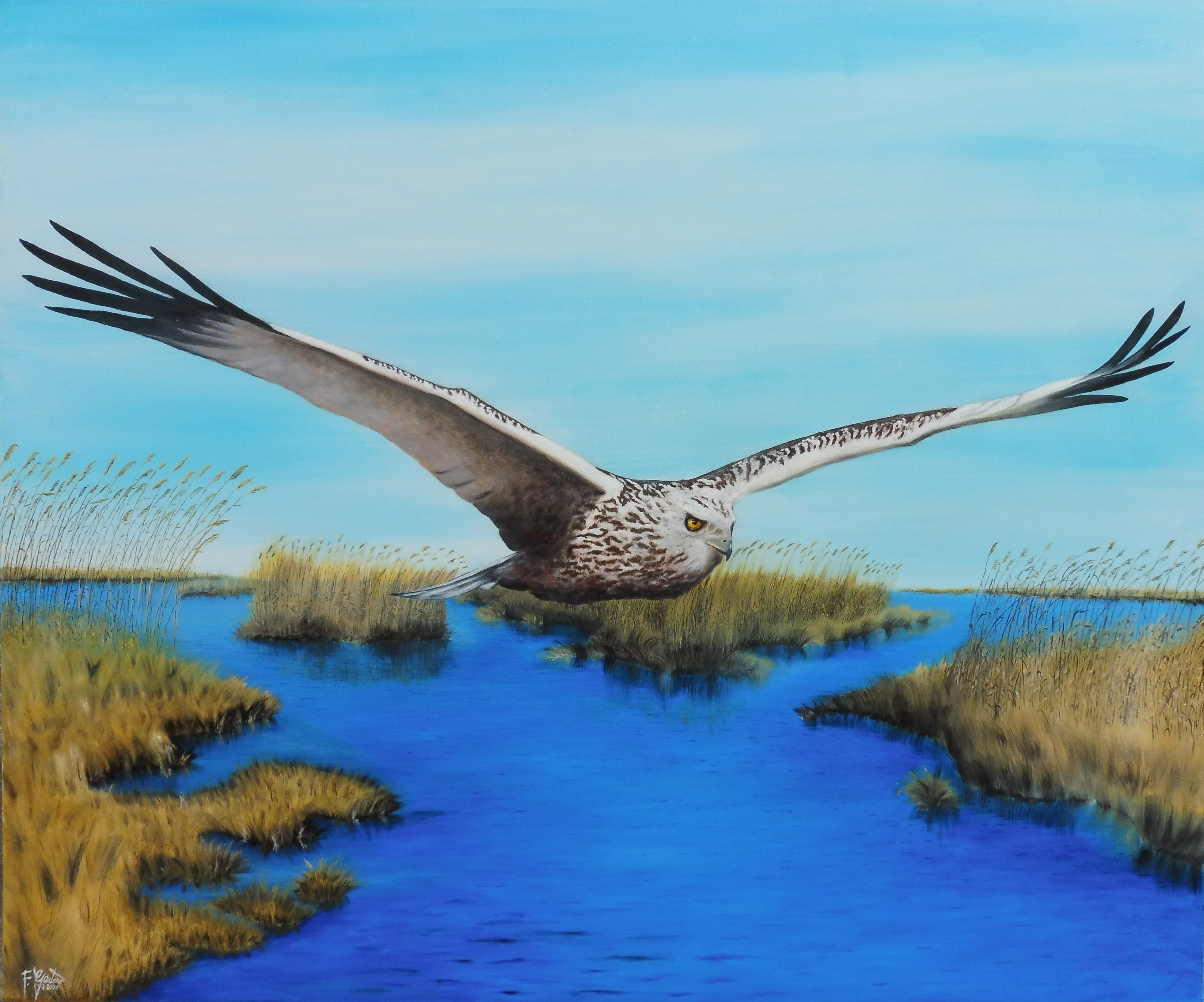 Francesco Gautero - Marsh Harrier