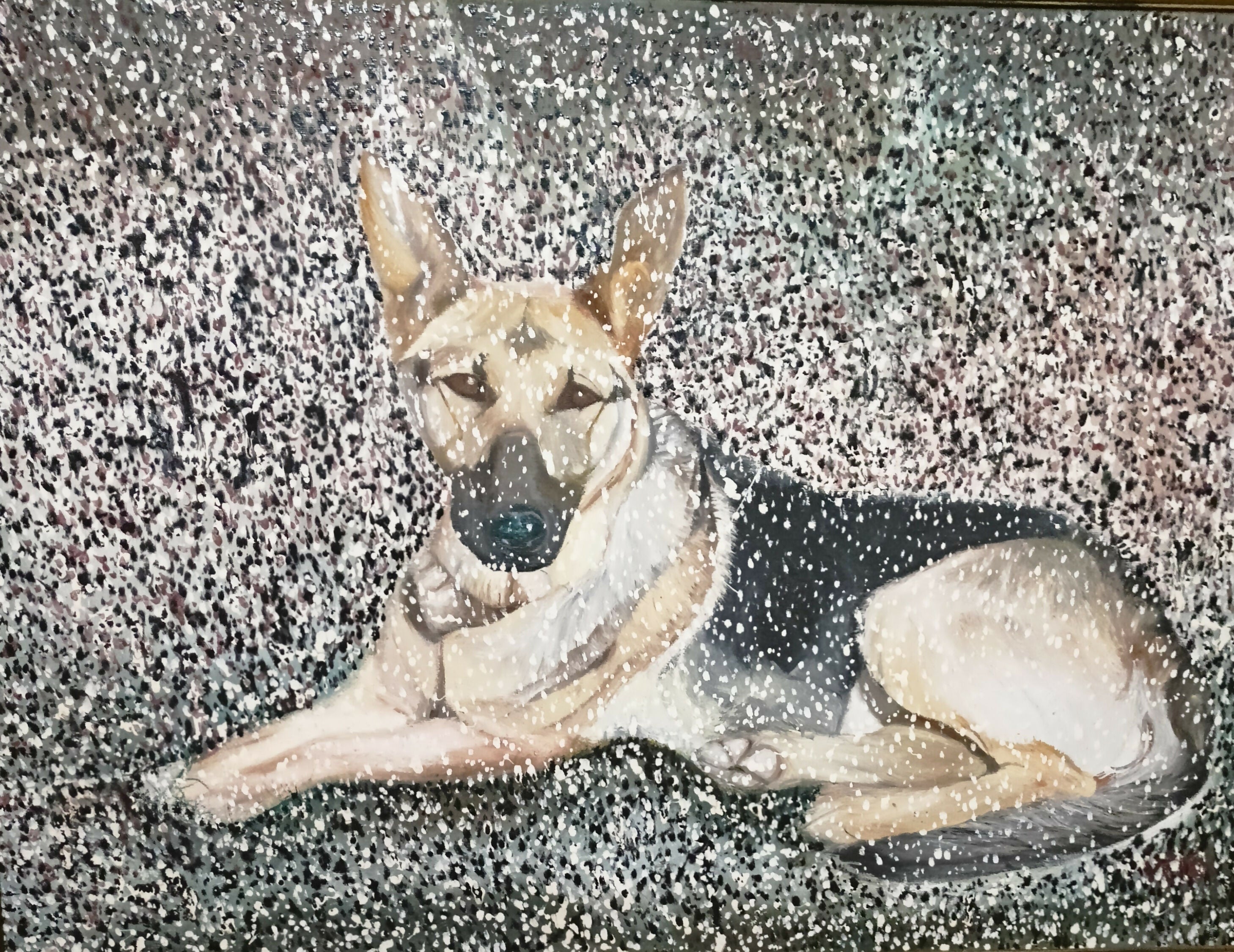 Il mio cane