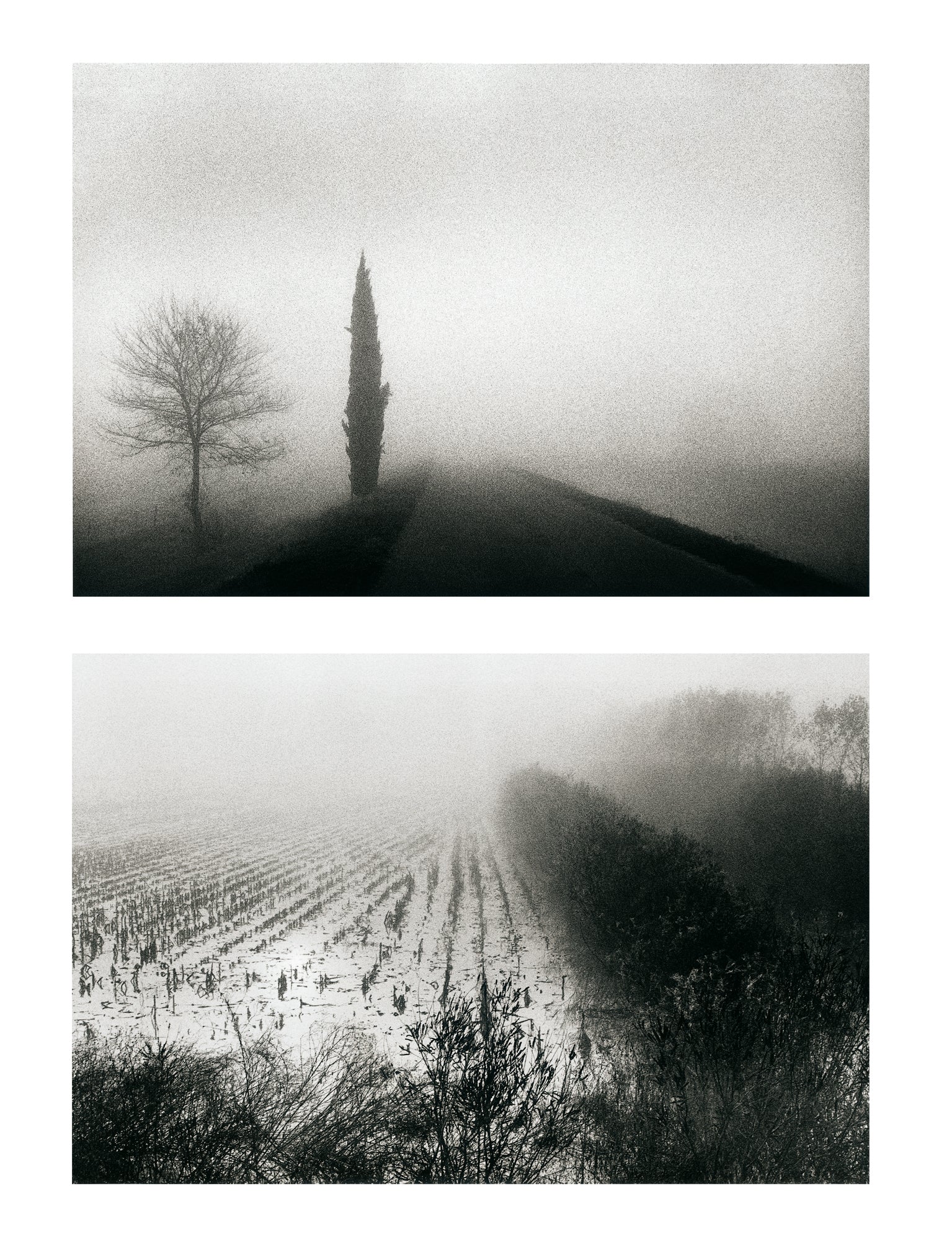 Massimo D'Amato - Otoño/Invierno