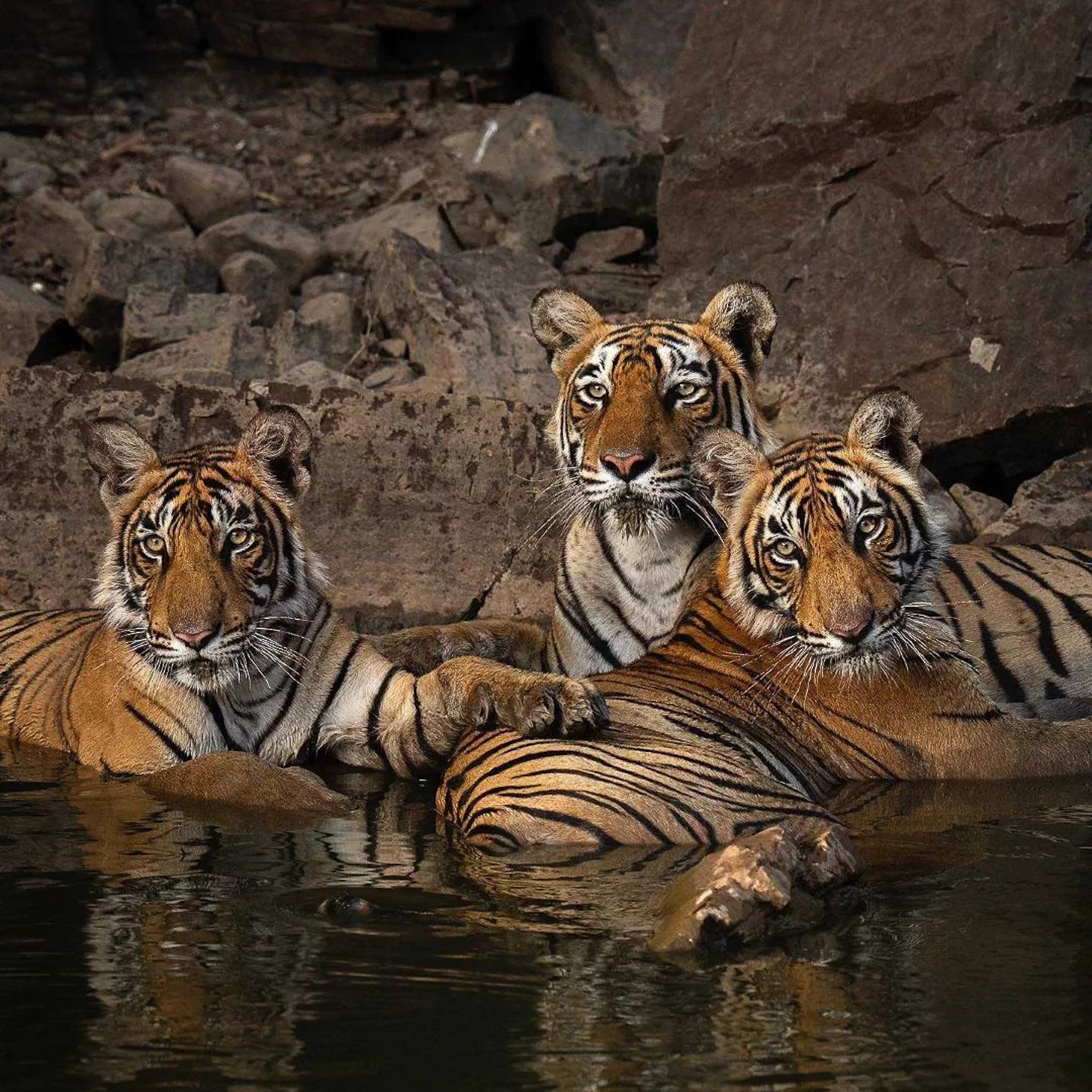 Beingtiger family