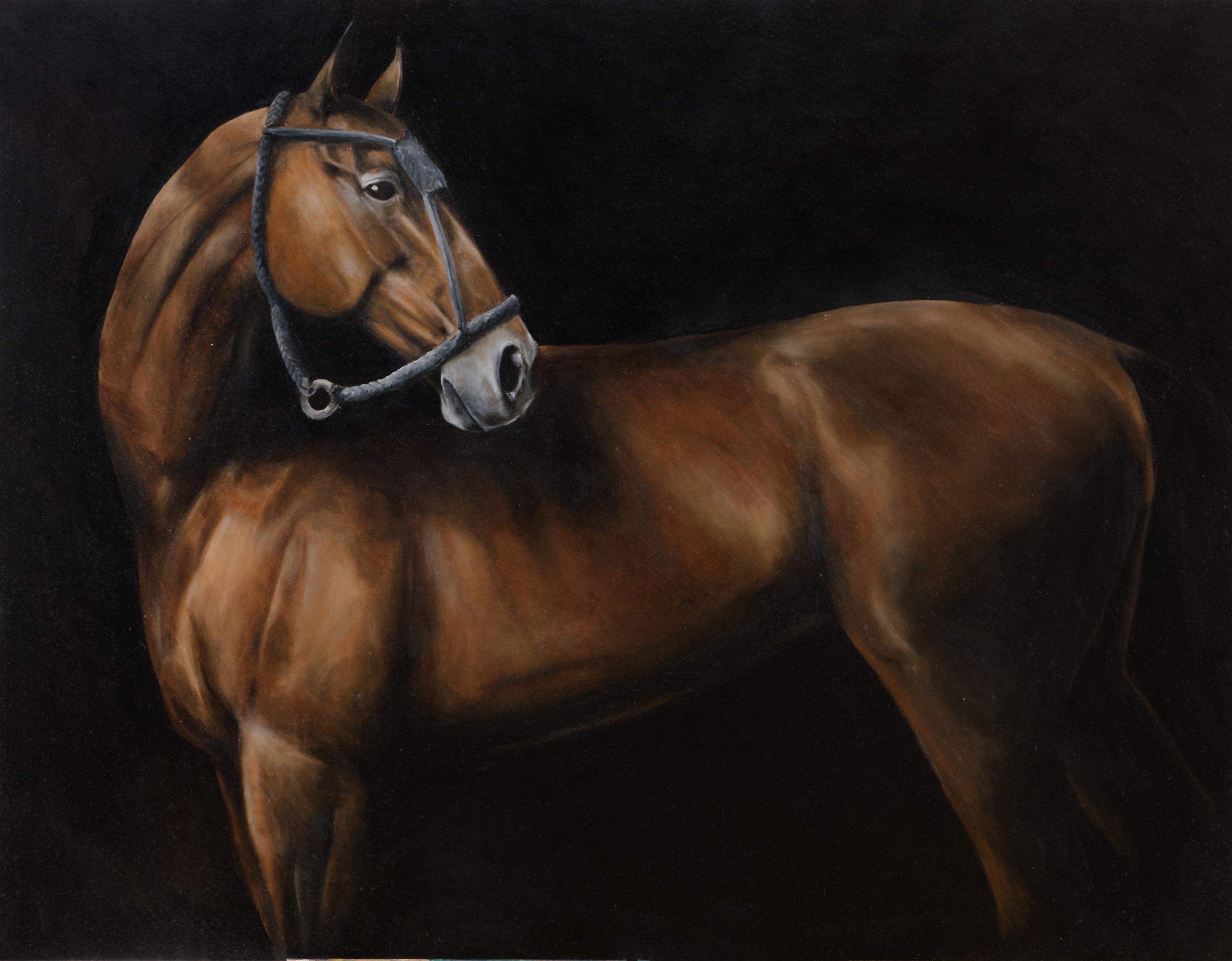 Tomas Nati - Andalusian Horse