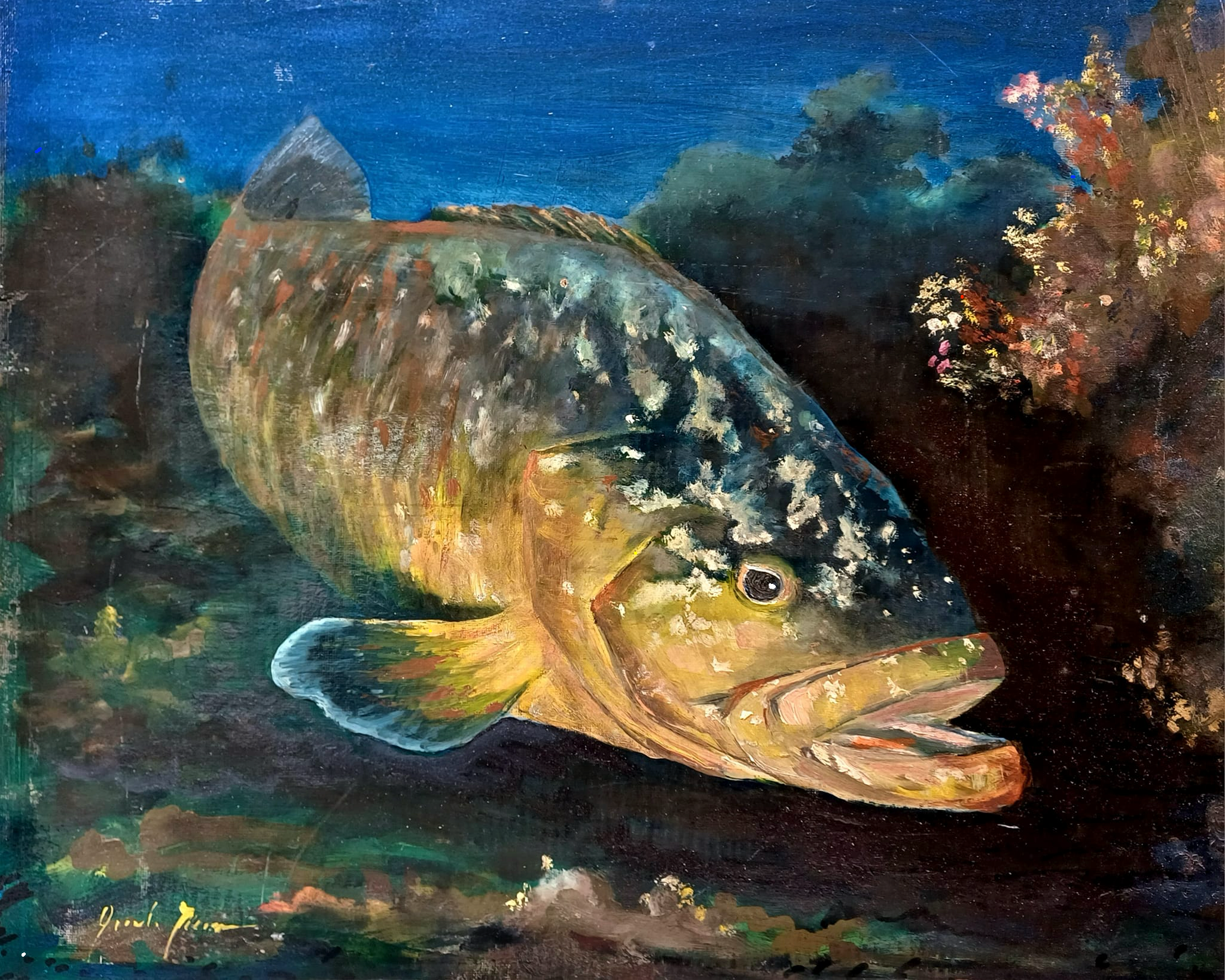 Brown grouper