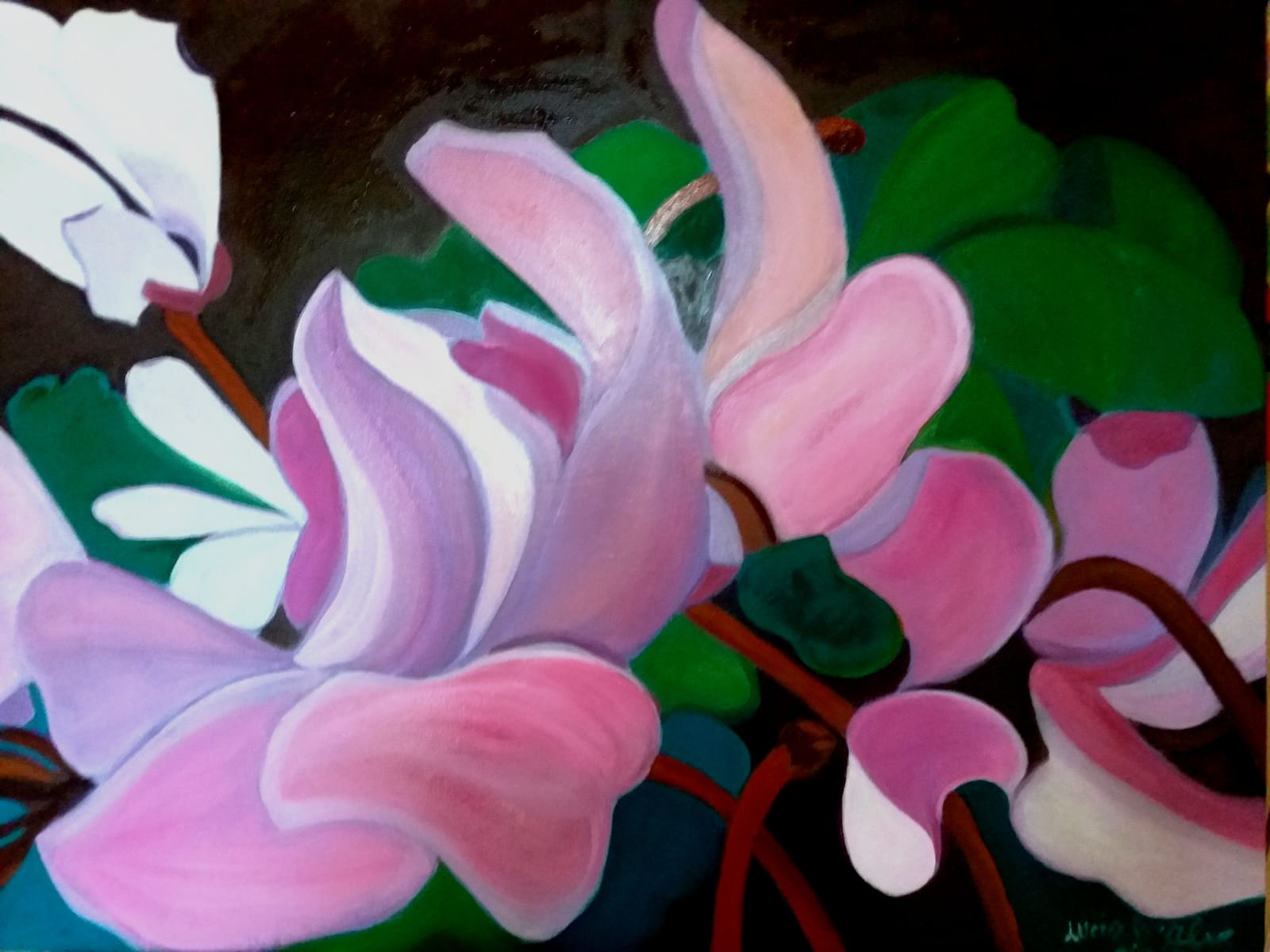 Cyclamens